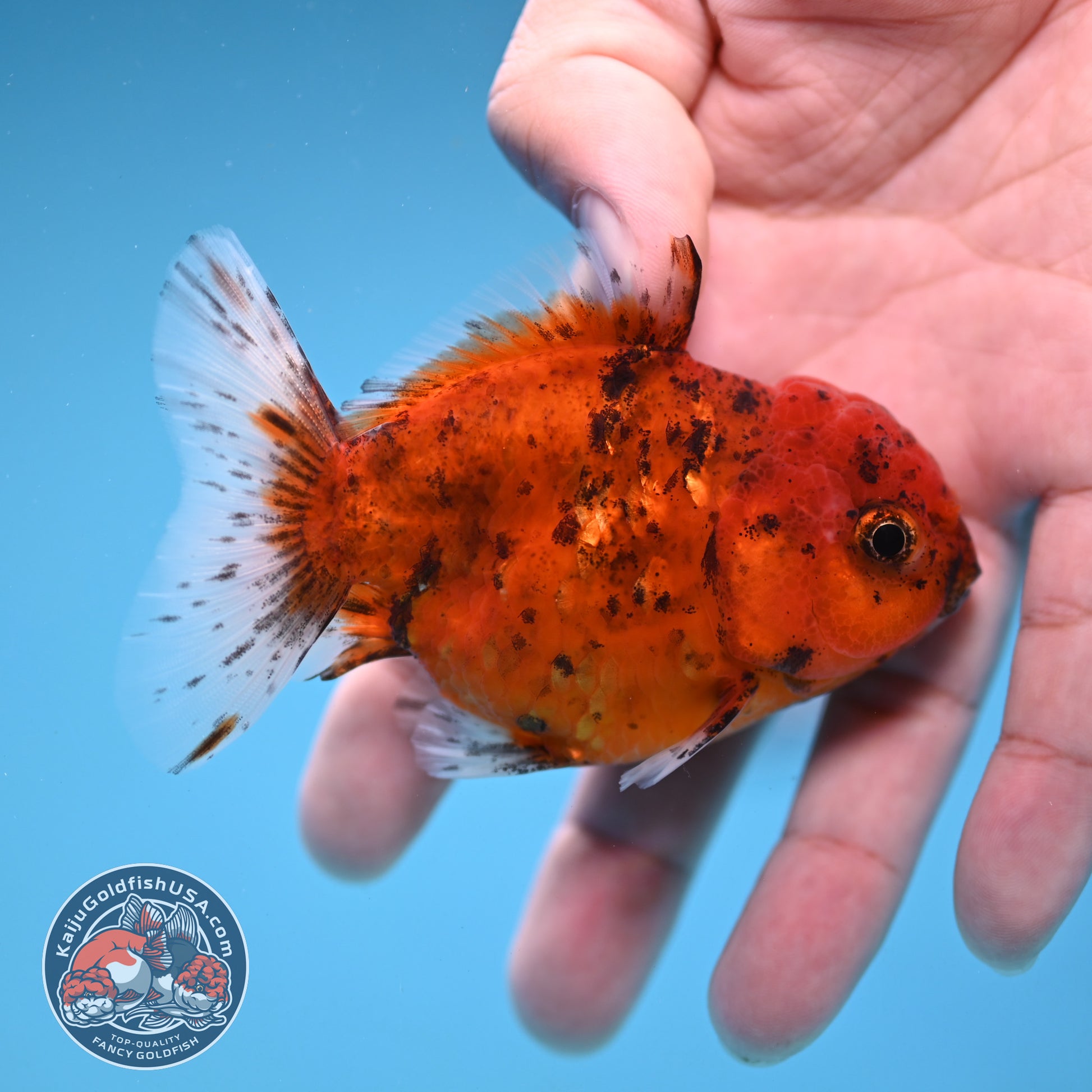 Juvenile Shogun Tiger Oranda 2.8 inch Body (251121_OR22)