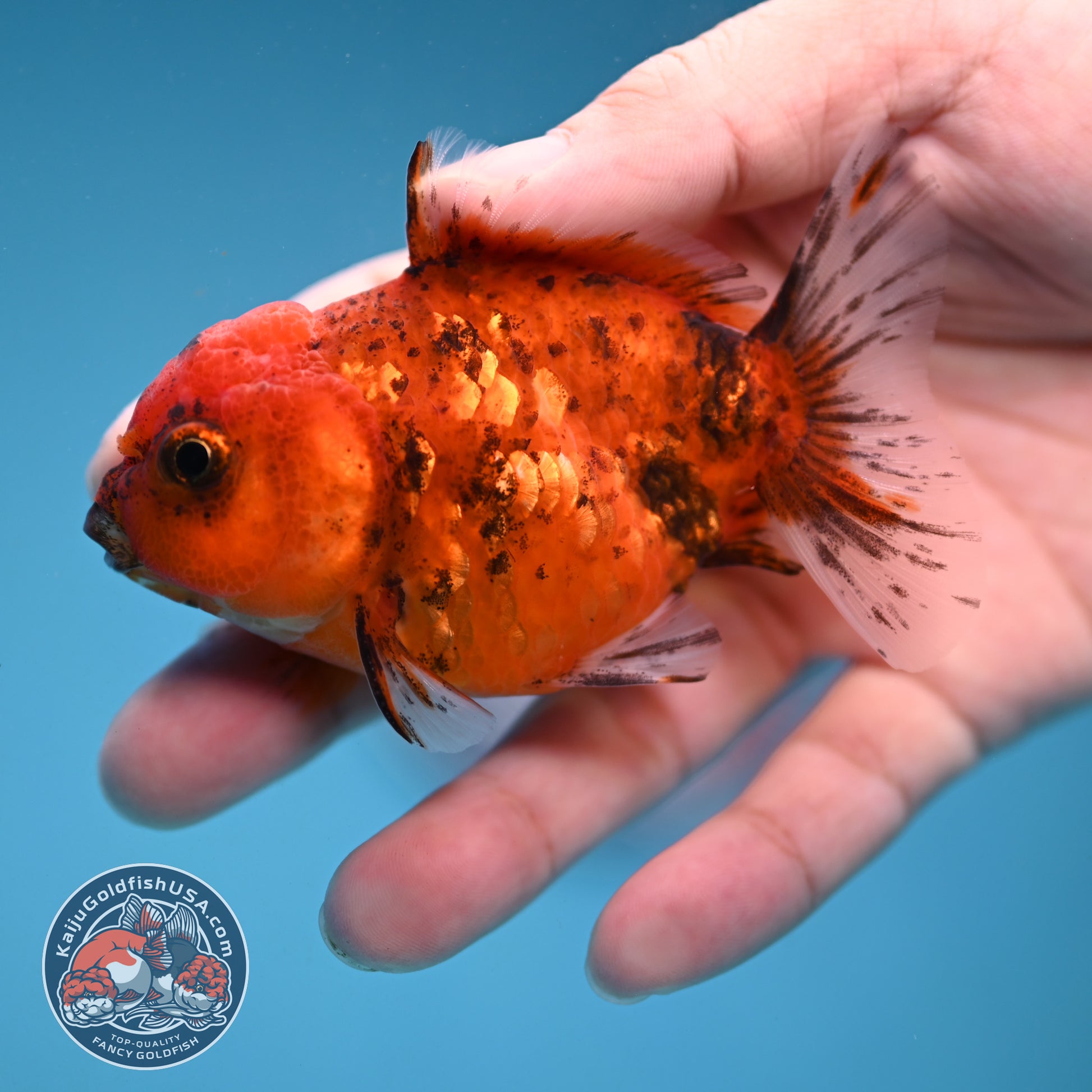Juvenile Shogun Tiger Oranda 2.8 inch Body (251121_OR22)