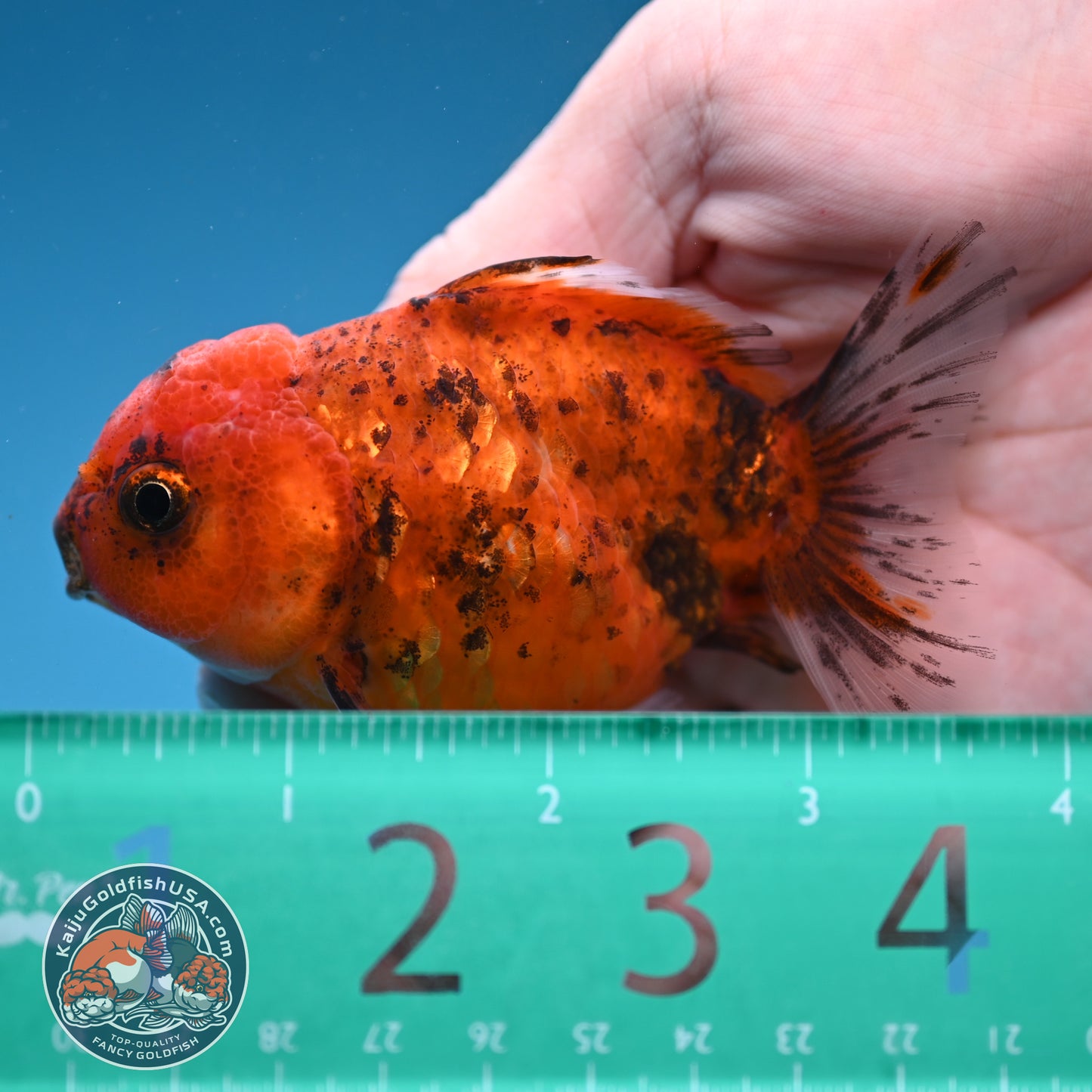 Juvenile Shogun Tiger Oranda 2.8 inch Body (251121_OR22)