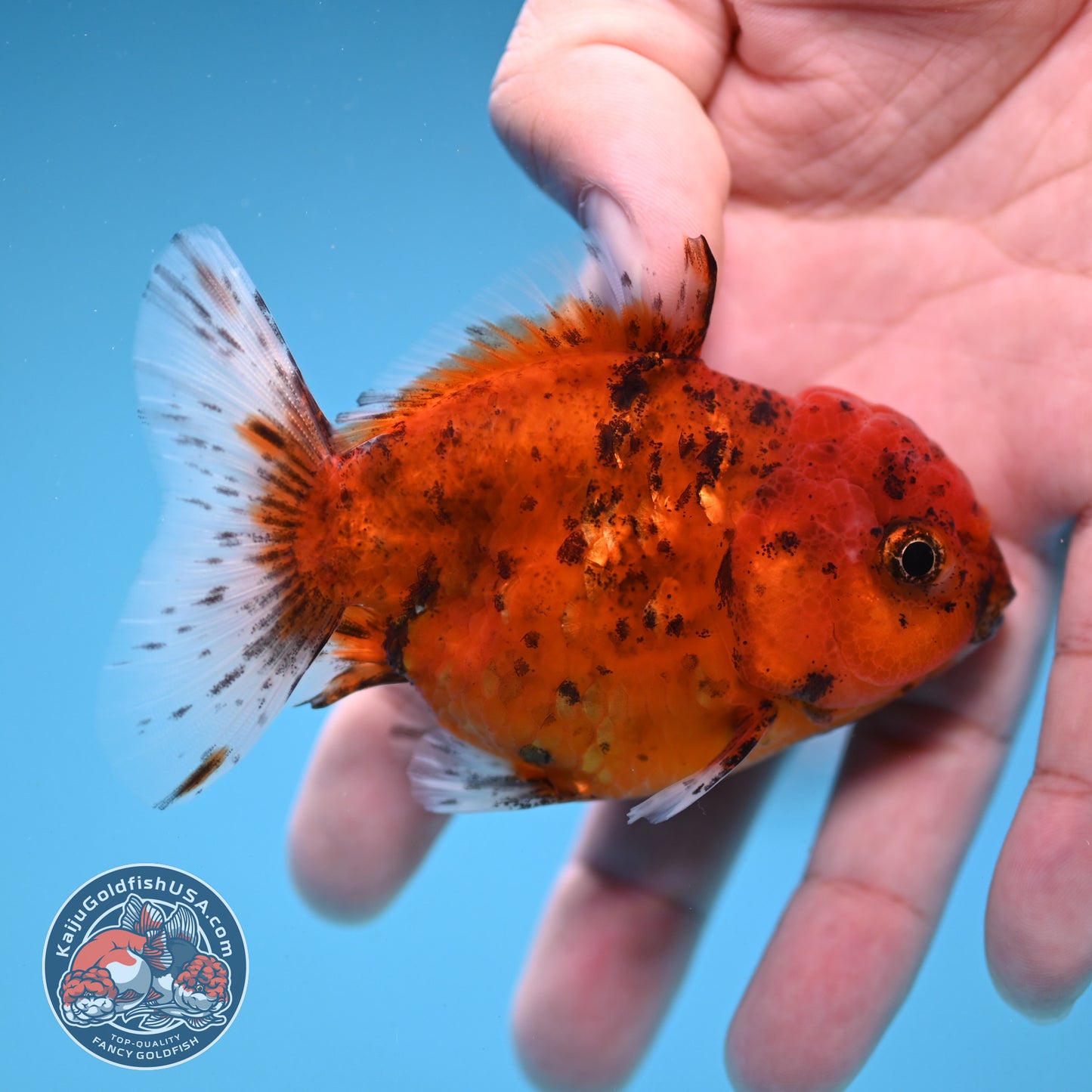 Juvenile Shogun Tiger Oranda 2.8 inch Body (251121_OR22)