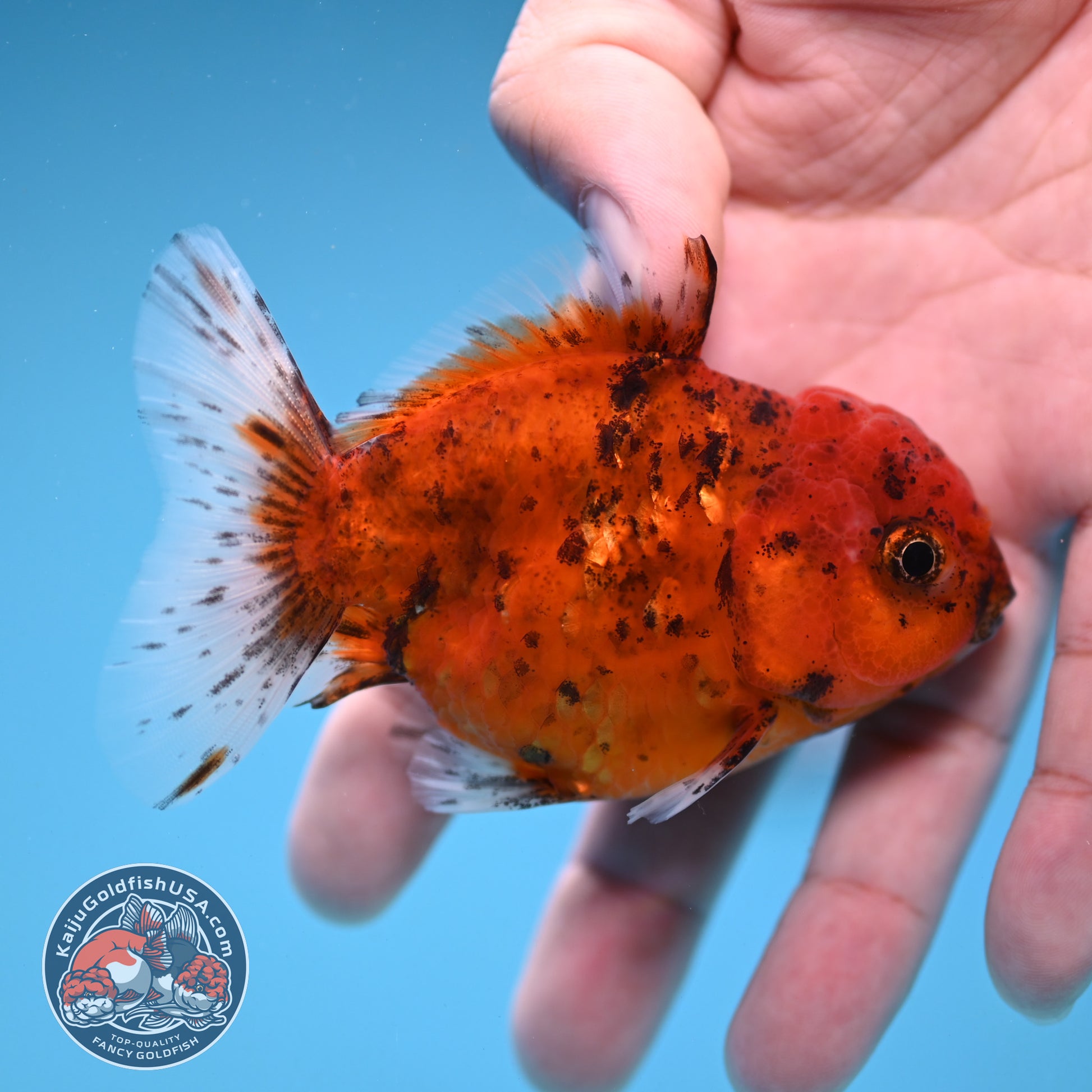 Juvenile Shogun Tiger Oranda 2.8 inch Body (251121_OR22)