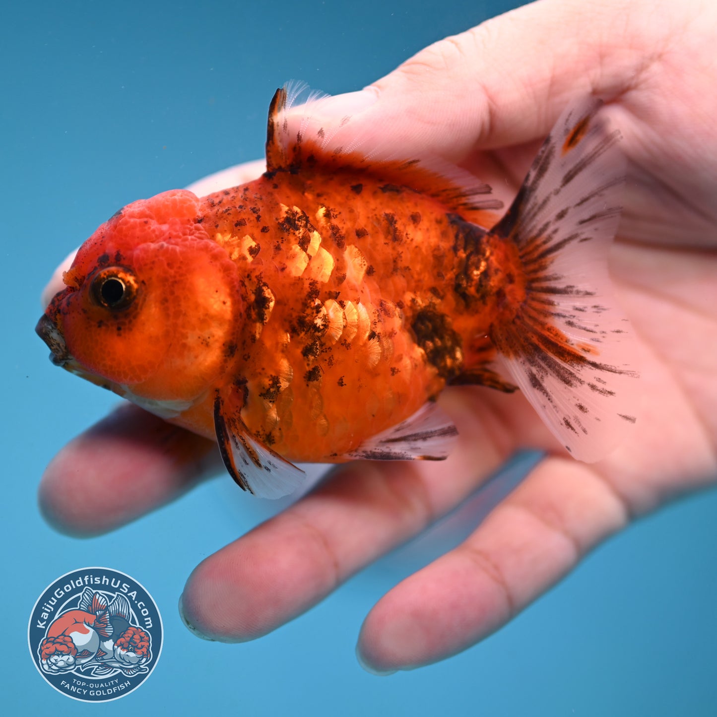 Juvenile Shogun Tiger Oranda 2.8 inch Body (251121_OR22)