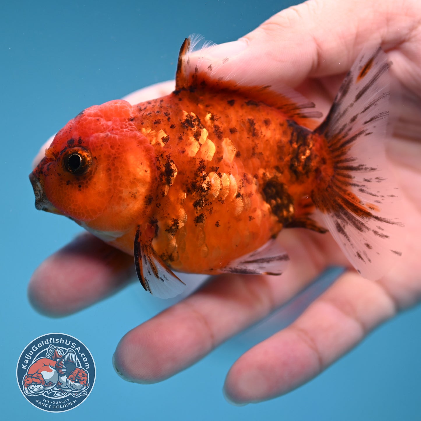 Juvenile Shogun Tiger Oranda 2.8 inch Body (251121_OR22)