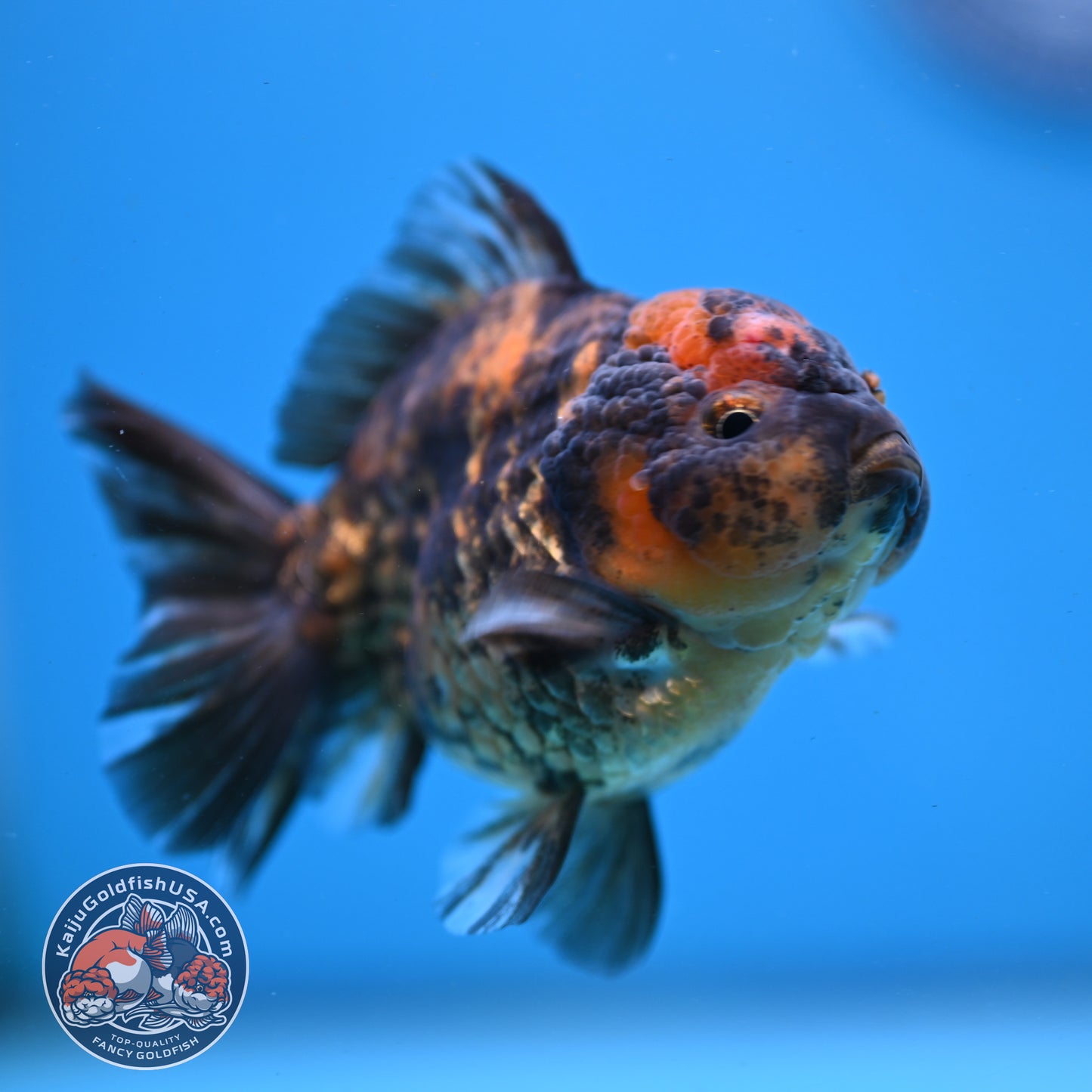 Juvenile Shogun Tiger Oranda 3 inch Body (251031_OR02)