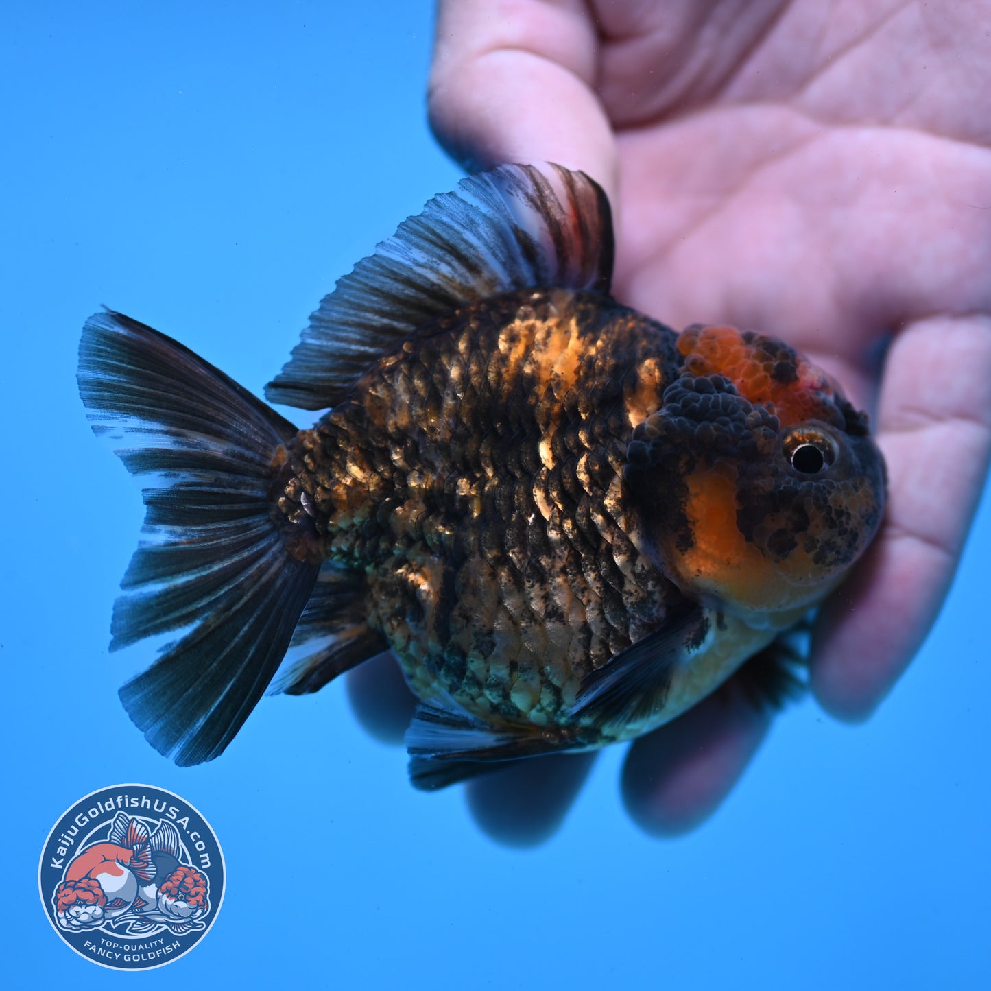 Juvenile Shogun Tiger Oranda 3 inch Body (251031_OR02)