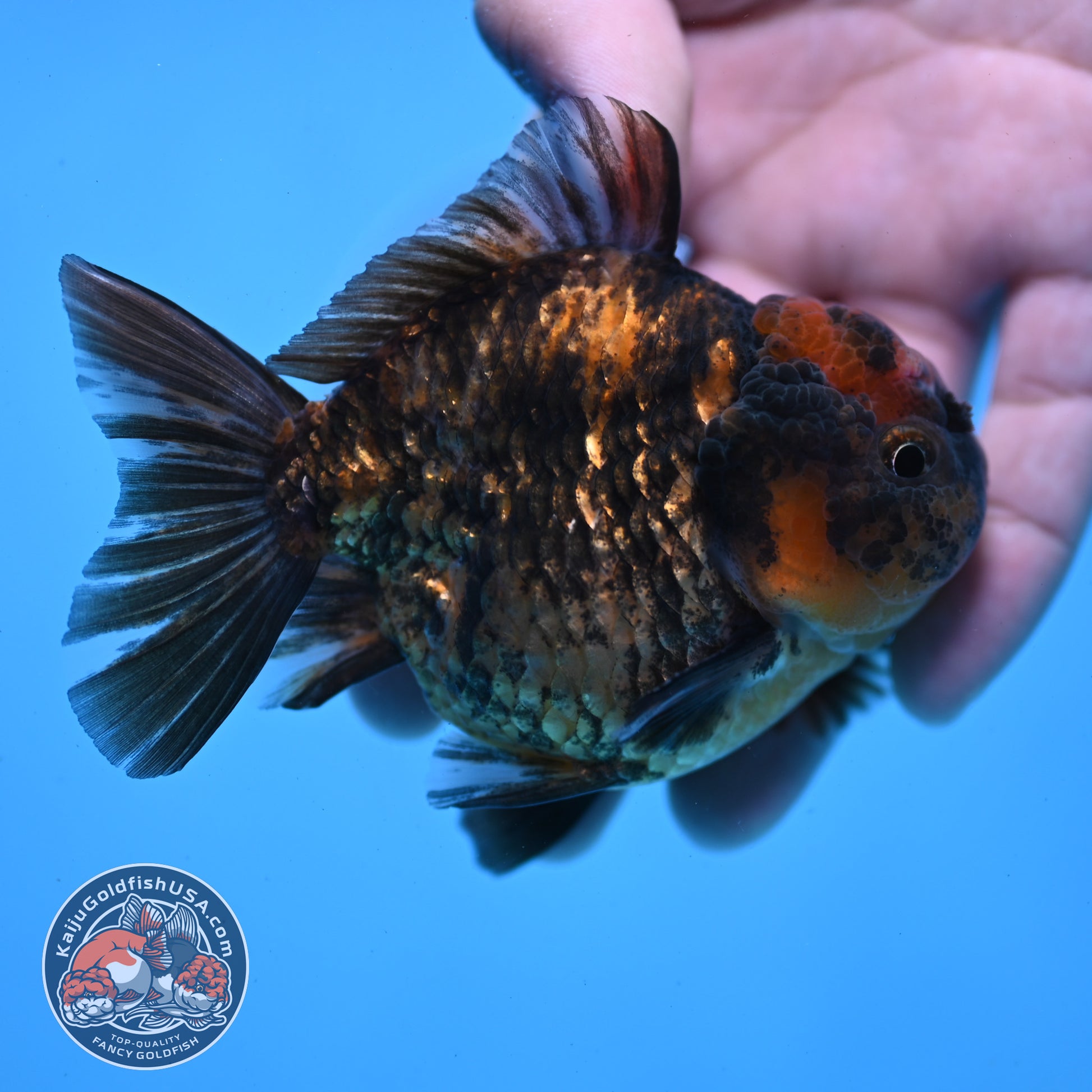 Juvenile Shogun Tiger Oranda 3 inch Body (251031_OR02)