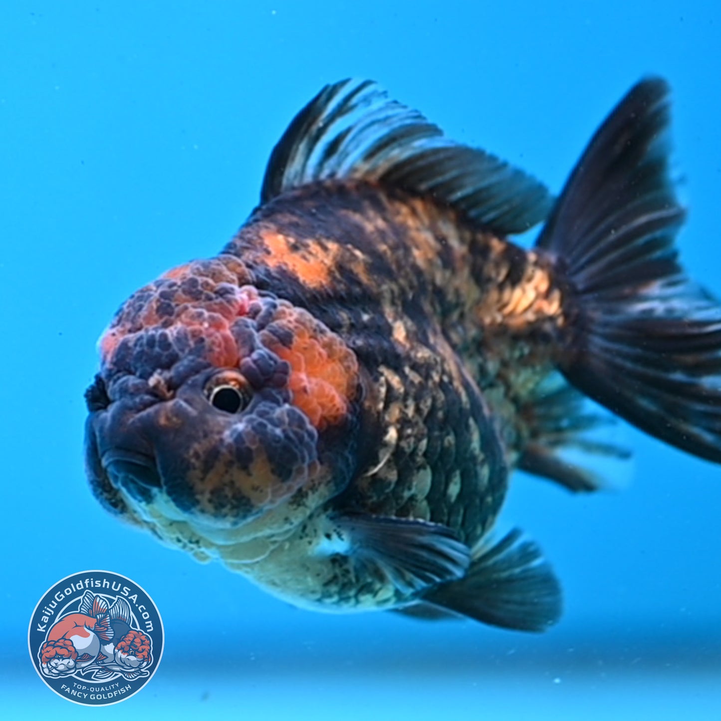 Juvenile Shogun Tiger Oranda 3 inch Body (251031_OR02)