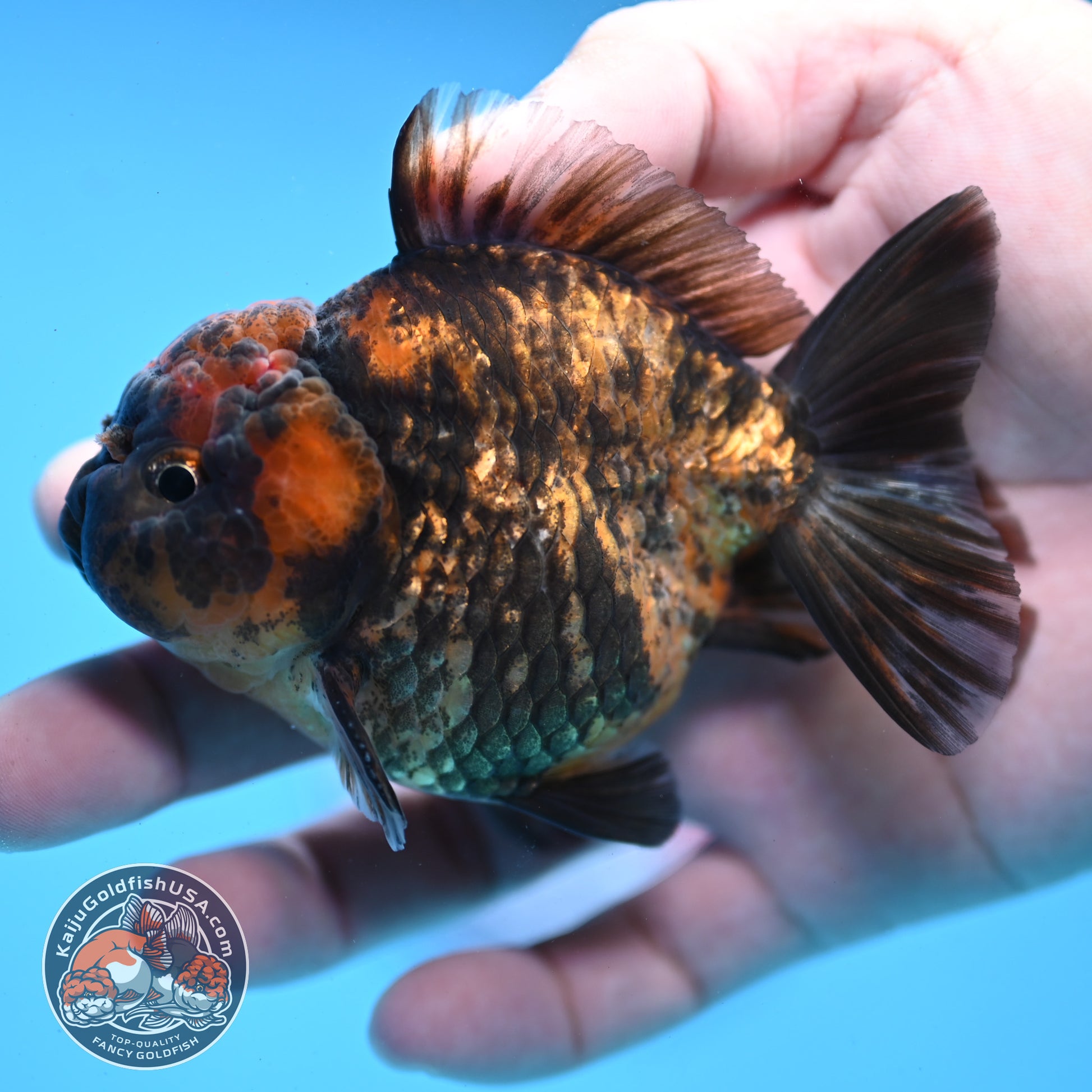 Juvenile Shogun Tiger Oranda 3 inch Body (251031_OR02)