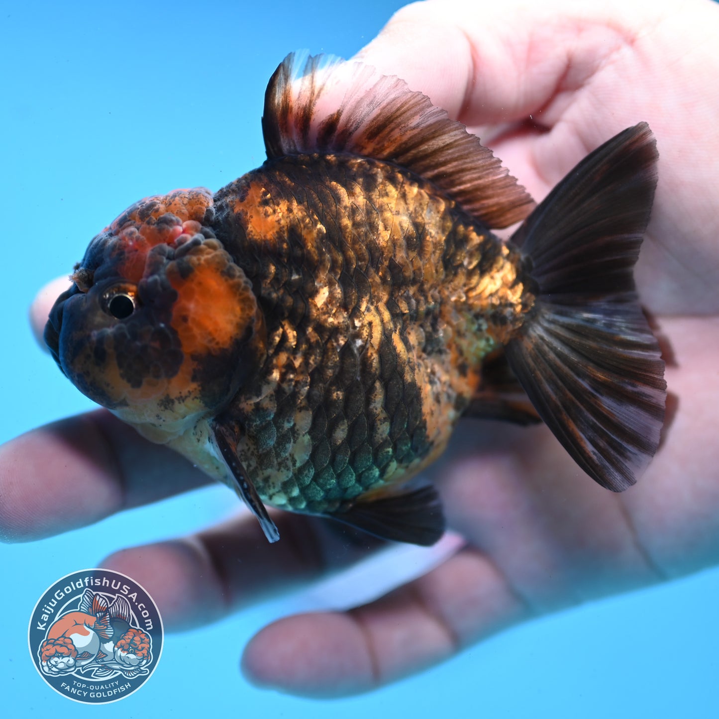 Juvenile Shogun Tiger Oranda 3 inch Body (251031_OR02)