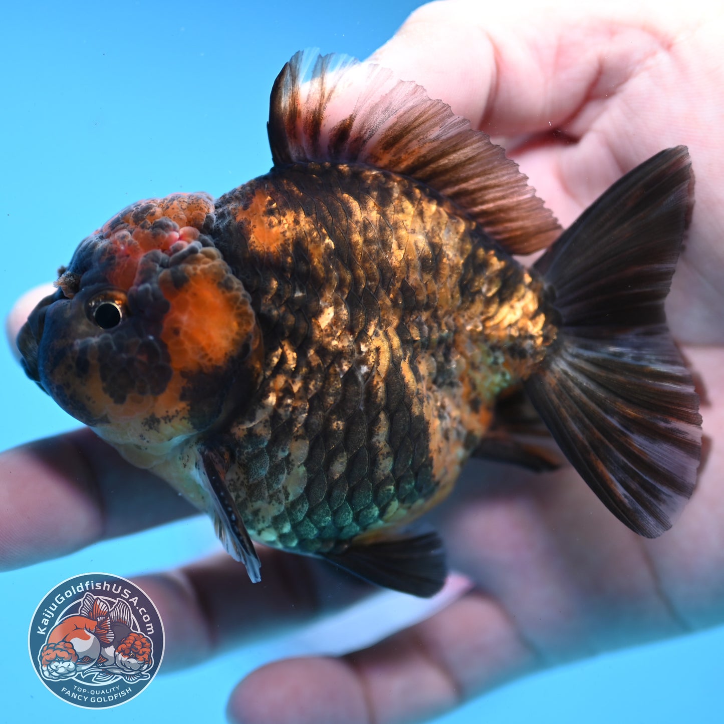 Juvenile Shogun Tiger Oranda 3 inch Body (251031_OR02)