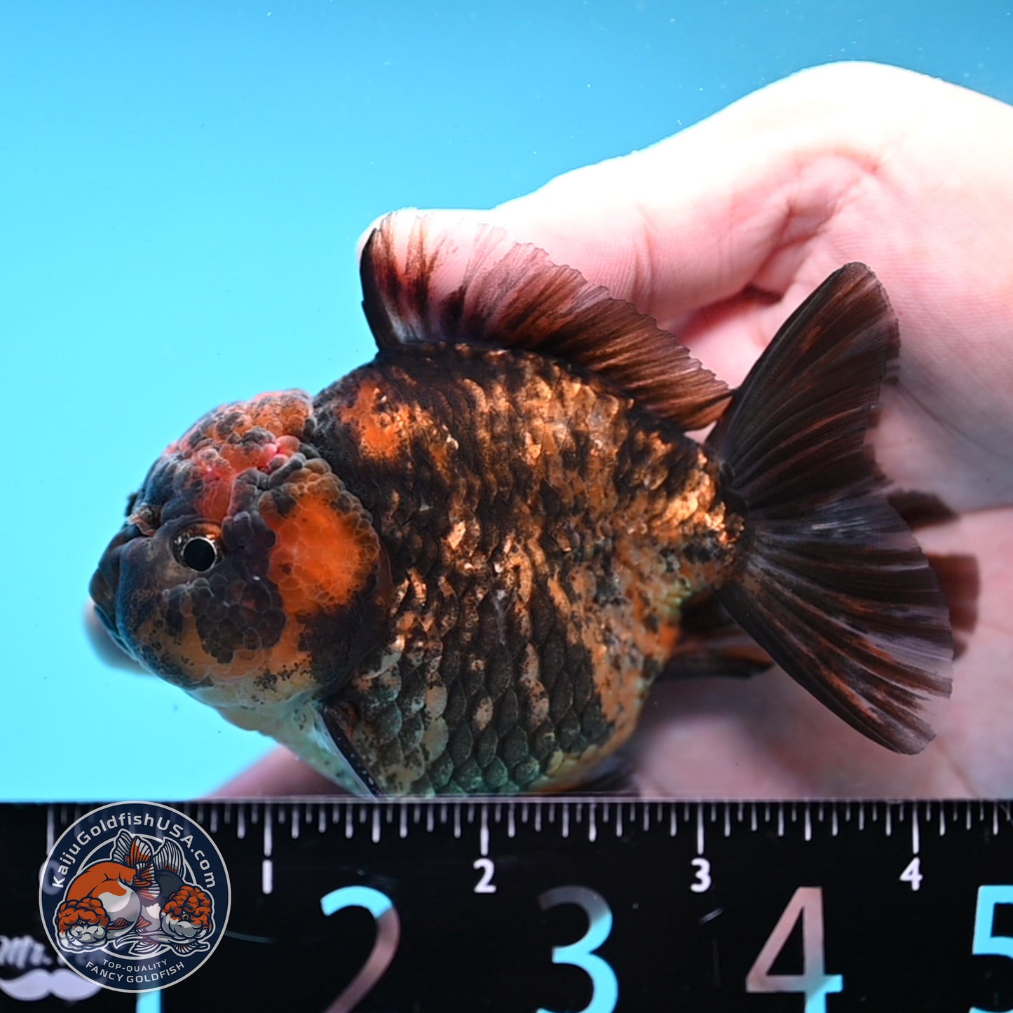 Juvenile Shogun Tiger Oranda 3 inch Body (251031_OR02)