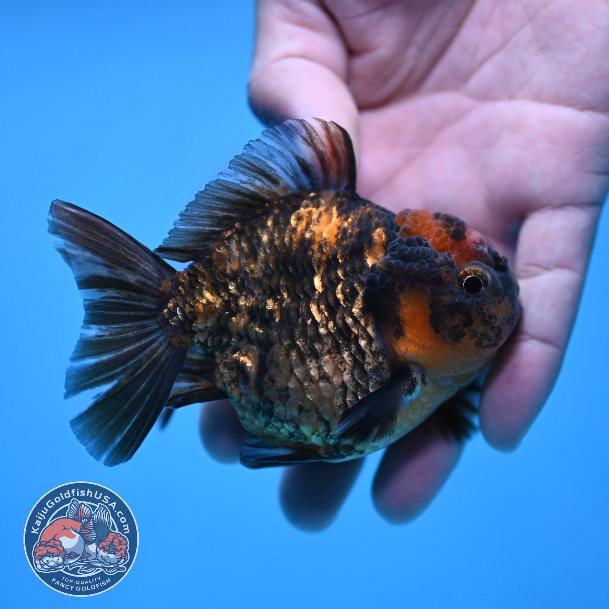 Juvenile Shogun Tiger Oranda 3 inch Body (251031_OR02)