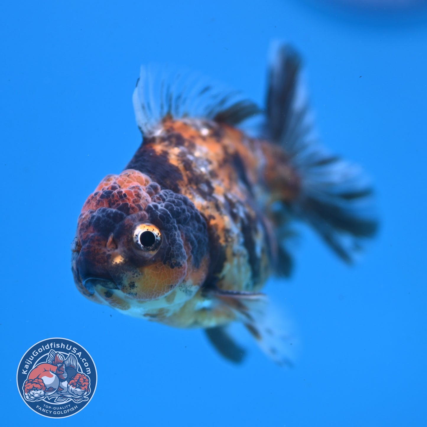 Juvenile Shogun Tiger Oranda 3 inch Body (251107_OR11)