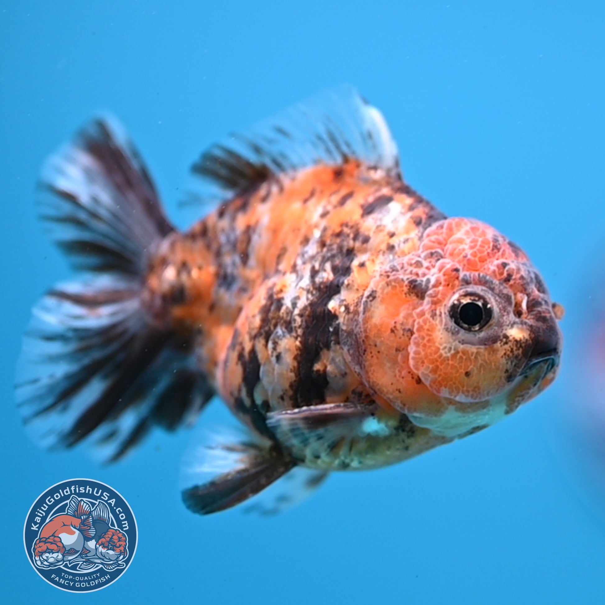 Juvenile Shogun Tiger Oranda 3 inch Body (251107_OR11)