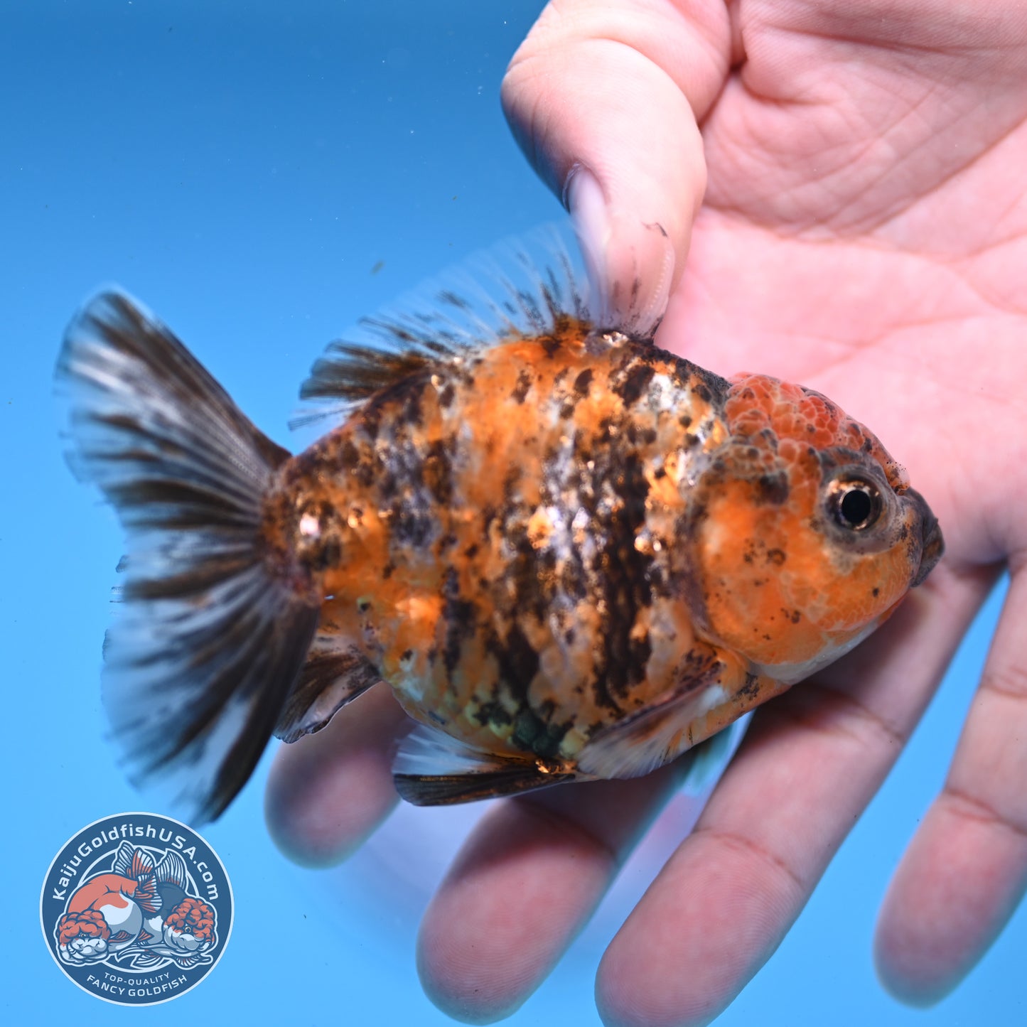 Juvenile Shogun Tiger Oranda 3 inch Body (251107_OR11)