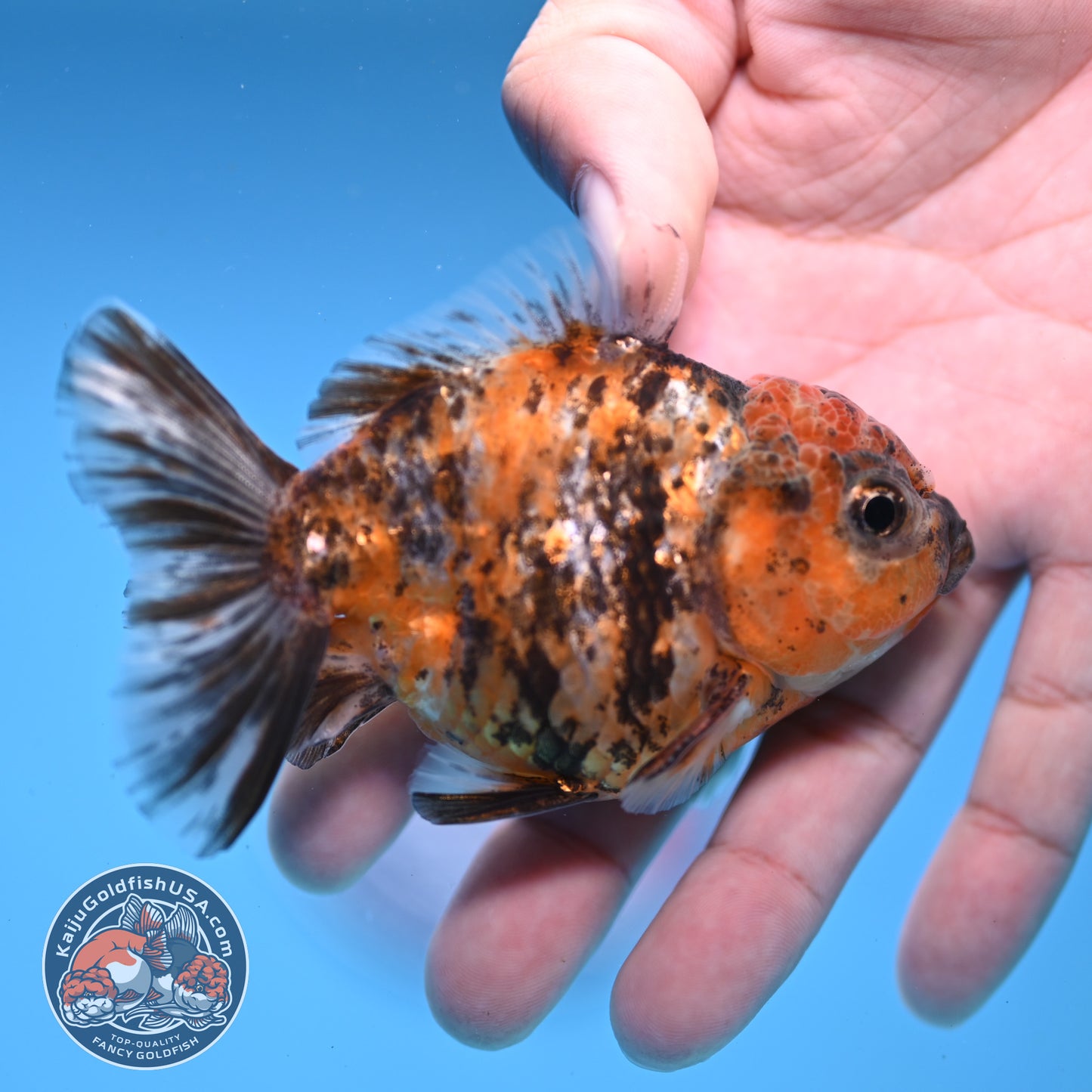 Juvenile Shogun Tiger Oranda 3 inch Body (251107_OR11)