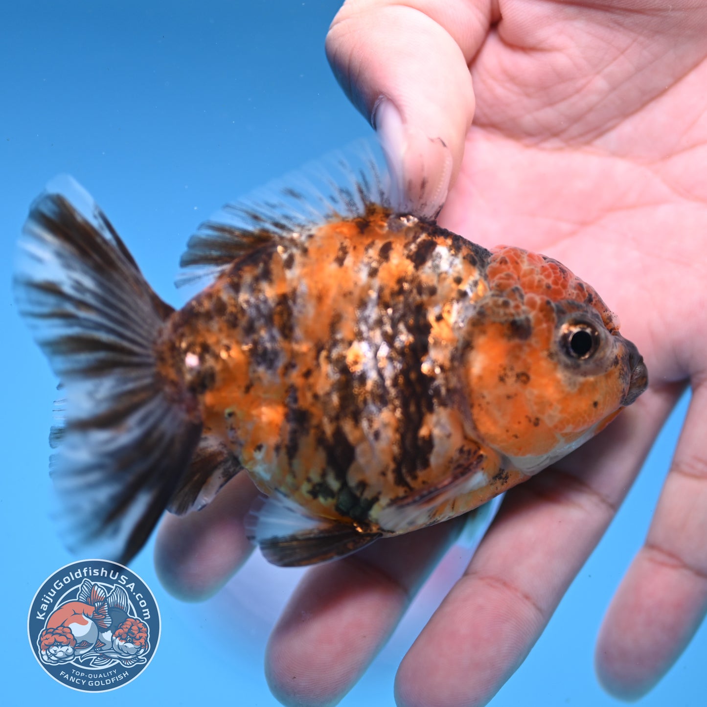 Juvenile Shogun Tiger Oranda 3 inch Body (251107_OR11)
