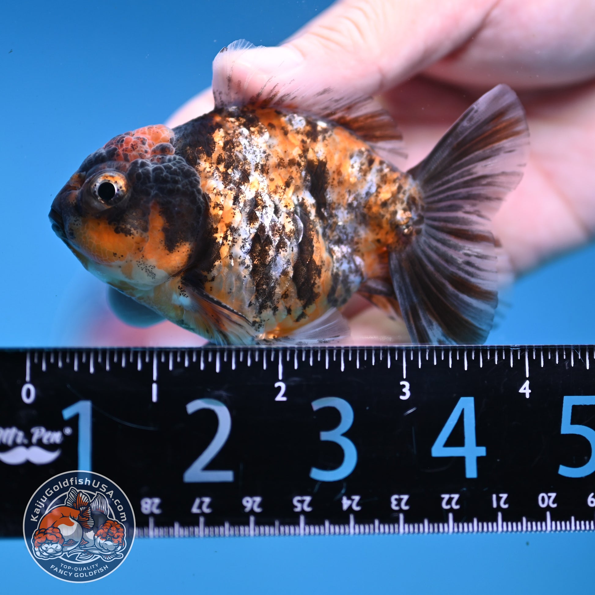 Juvenile Shogun Tiger Oranda 3 inch Body (251107_OR11)