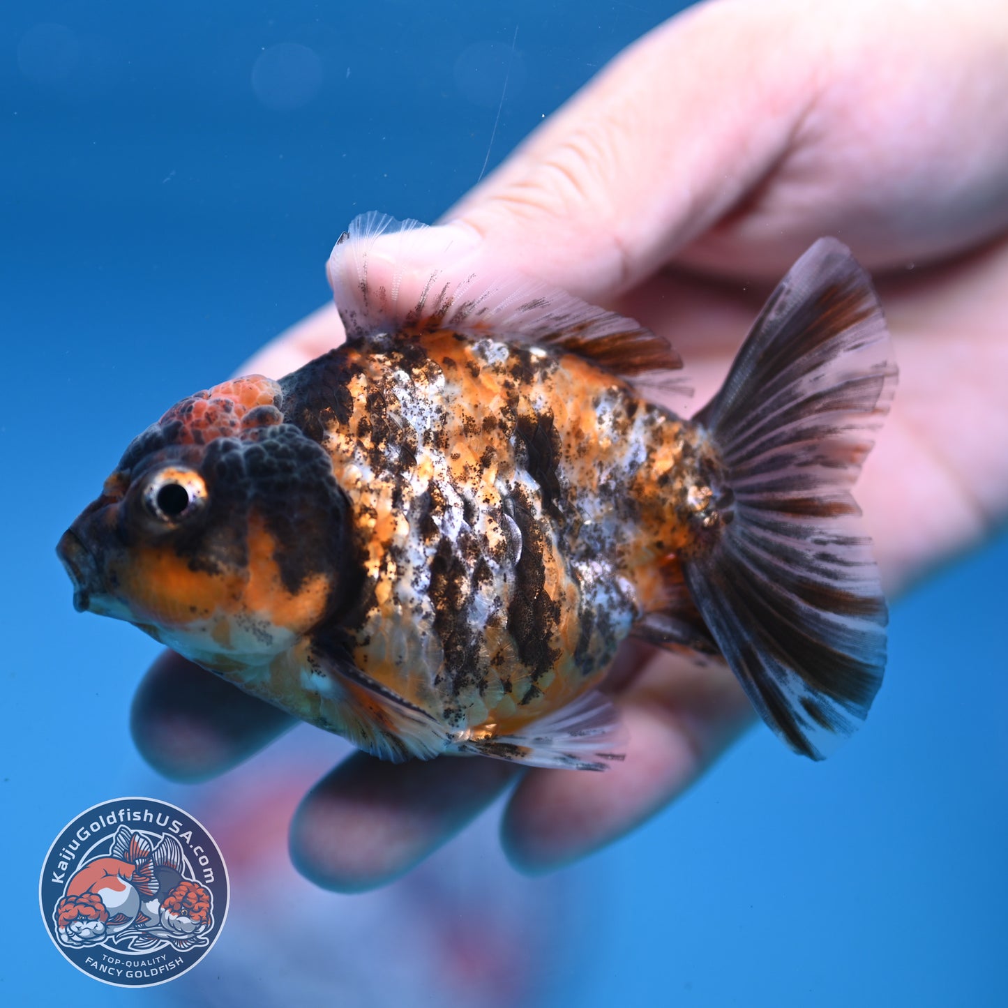 Juvenile Shogun Tiger Oranda 3 inch Body (251107_OR11)