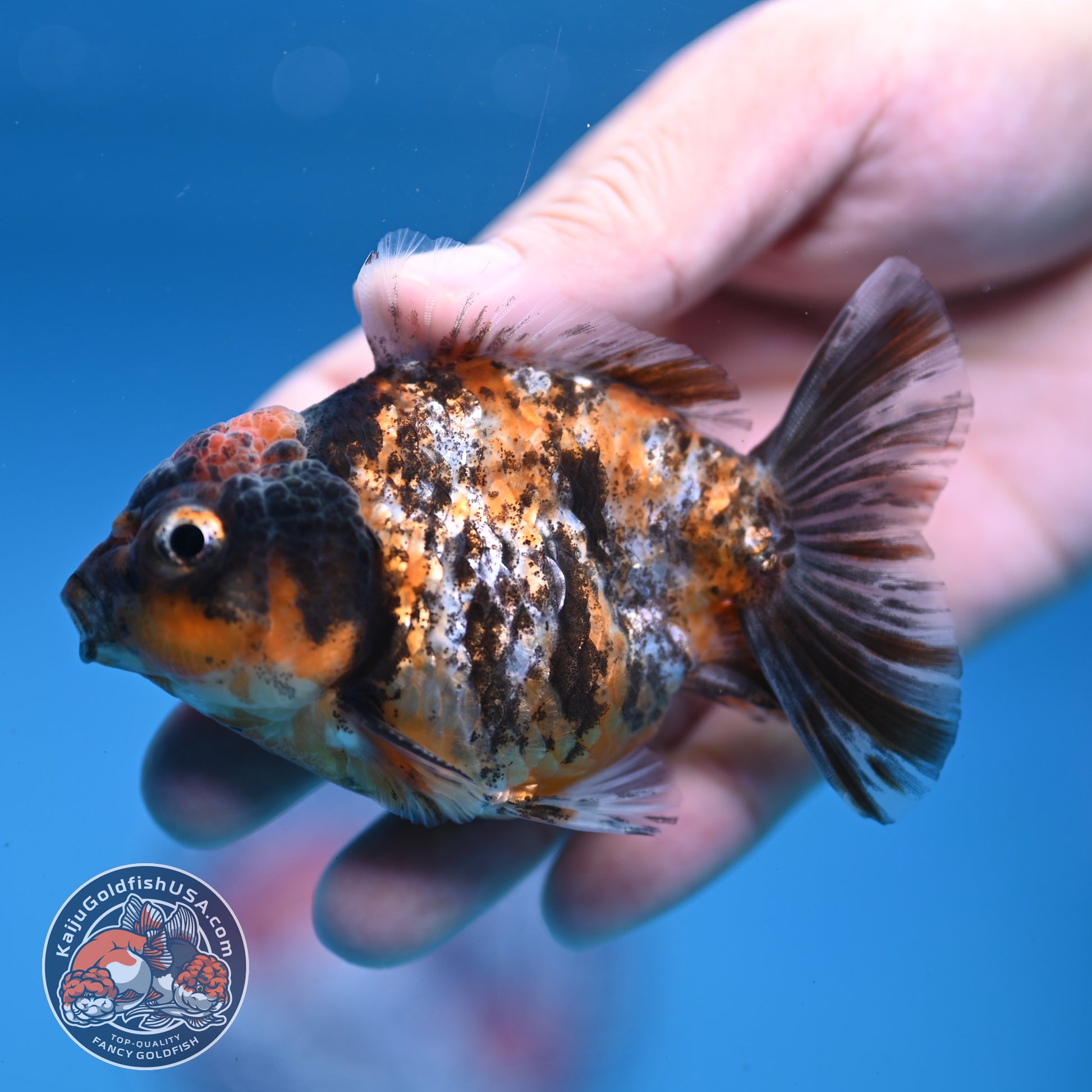 Juvenile Shogun Tiger Oranda 3 inch Body (251107_OR11)
