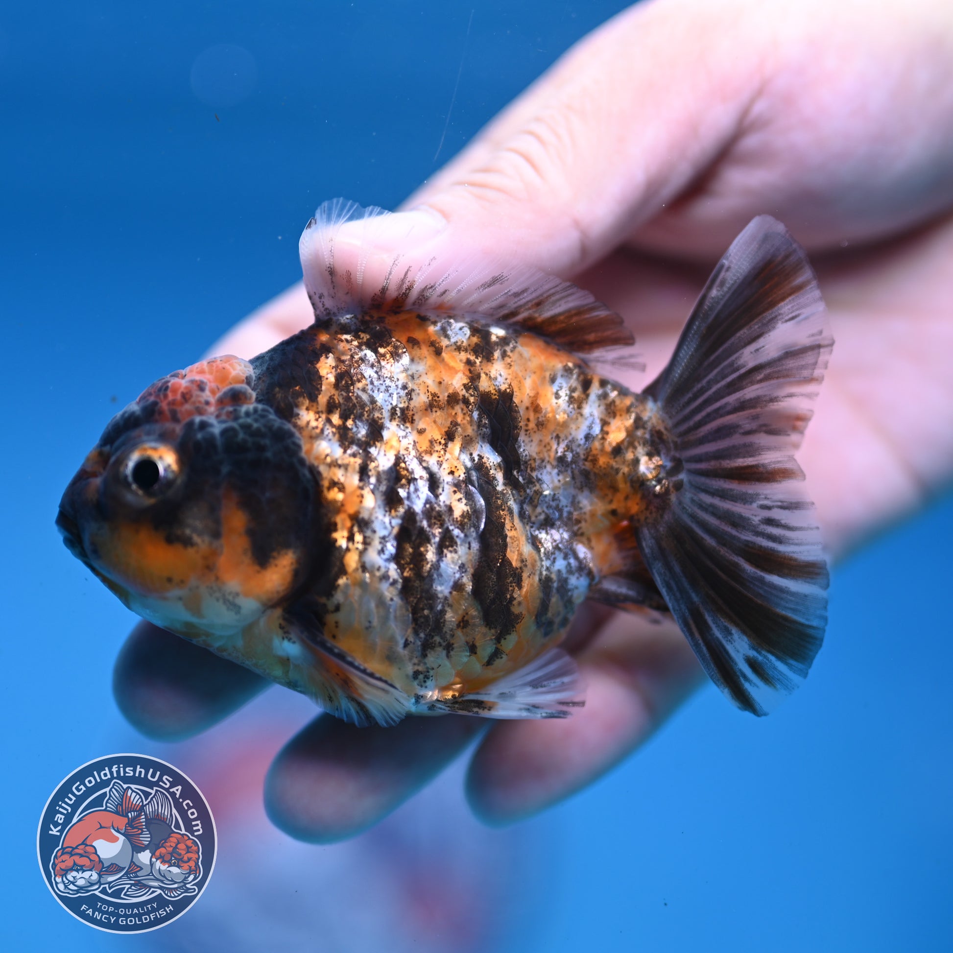 Juvenile Shogun Tiger Oranda 3 inch Body (251107_OR11)