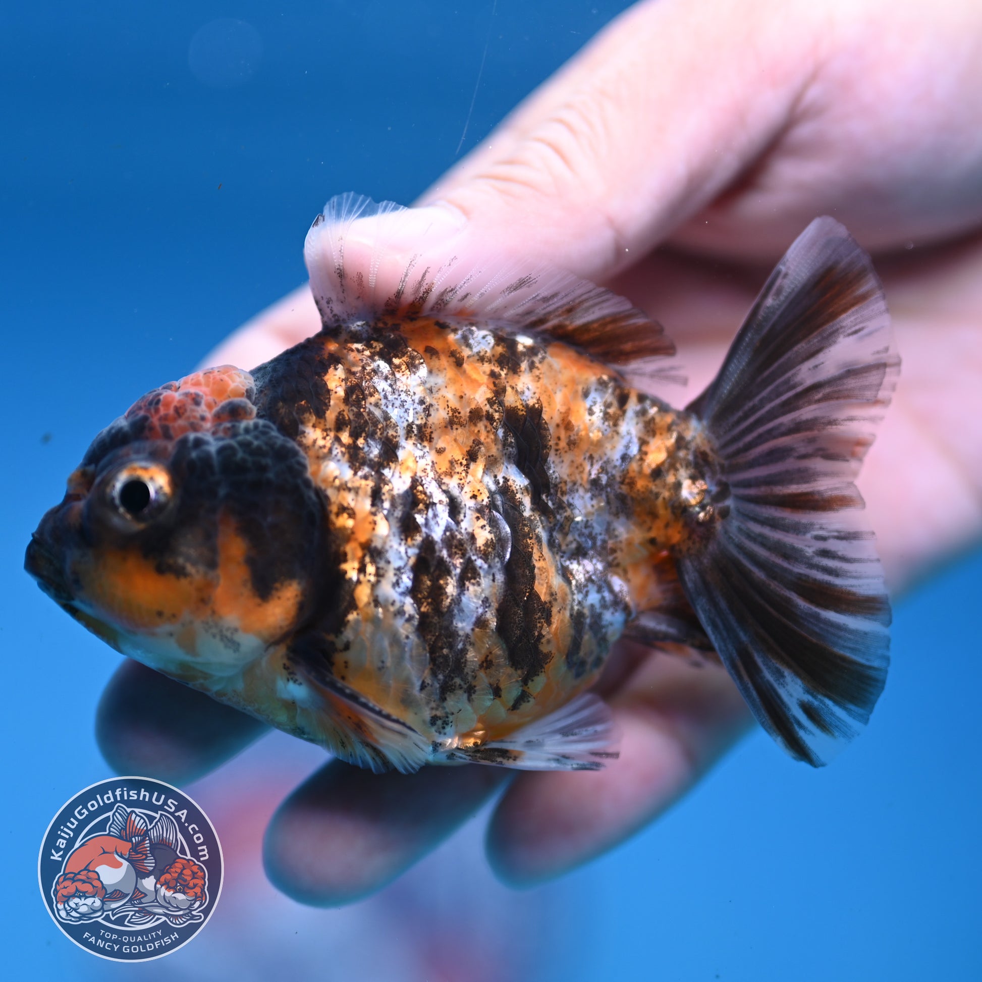Juvenile Shogun Tiger Oranda 3 inch Body (251107_OR11)
