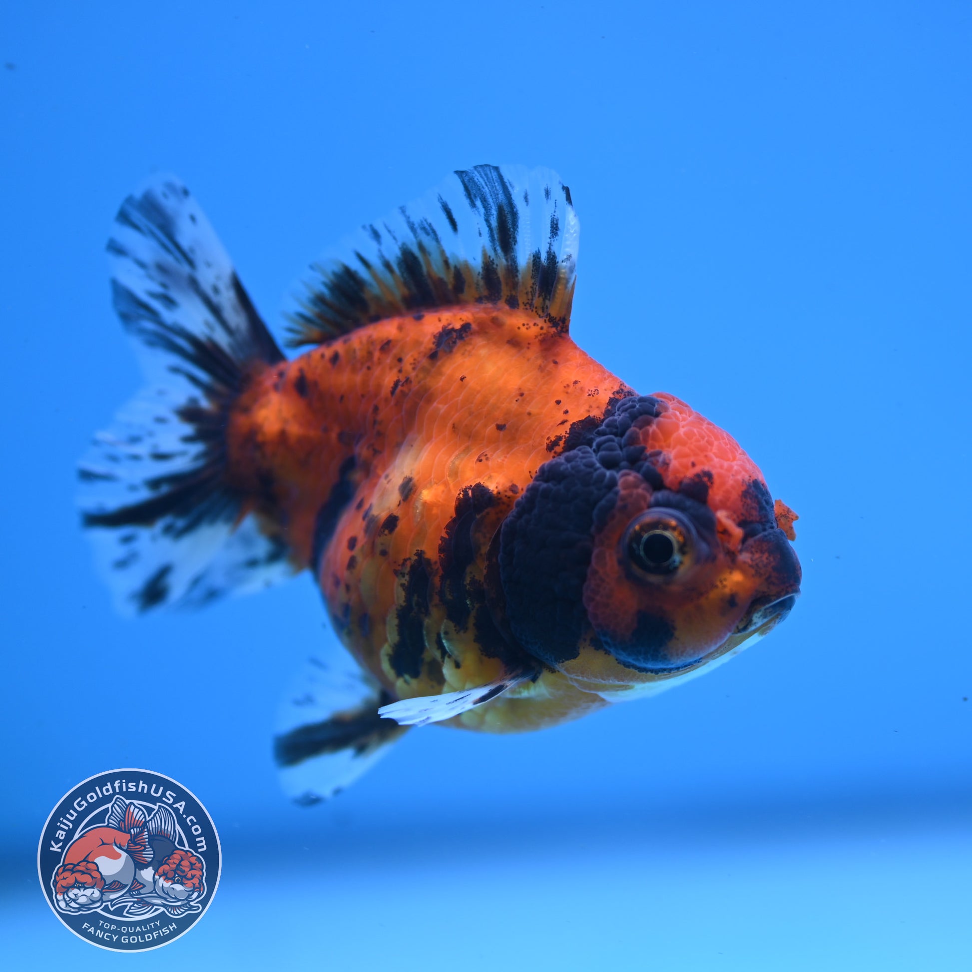Juvenile Shogun Tiger Oranda 3 inch Body (251107_OR12)