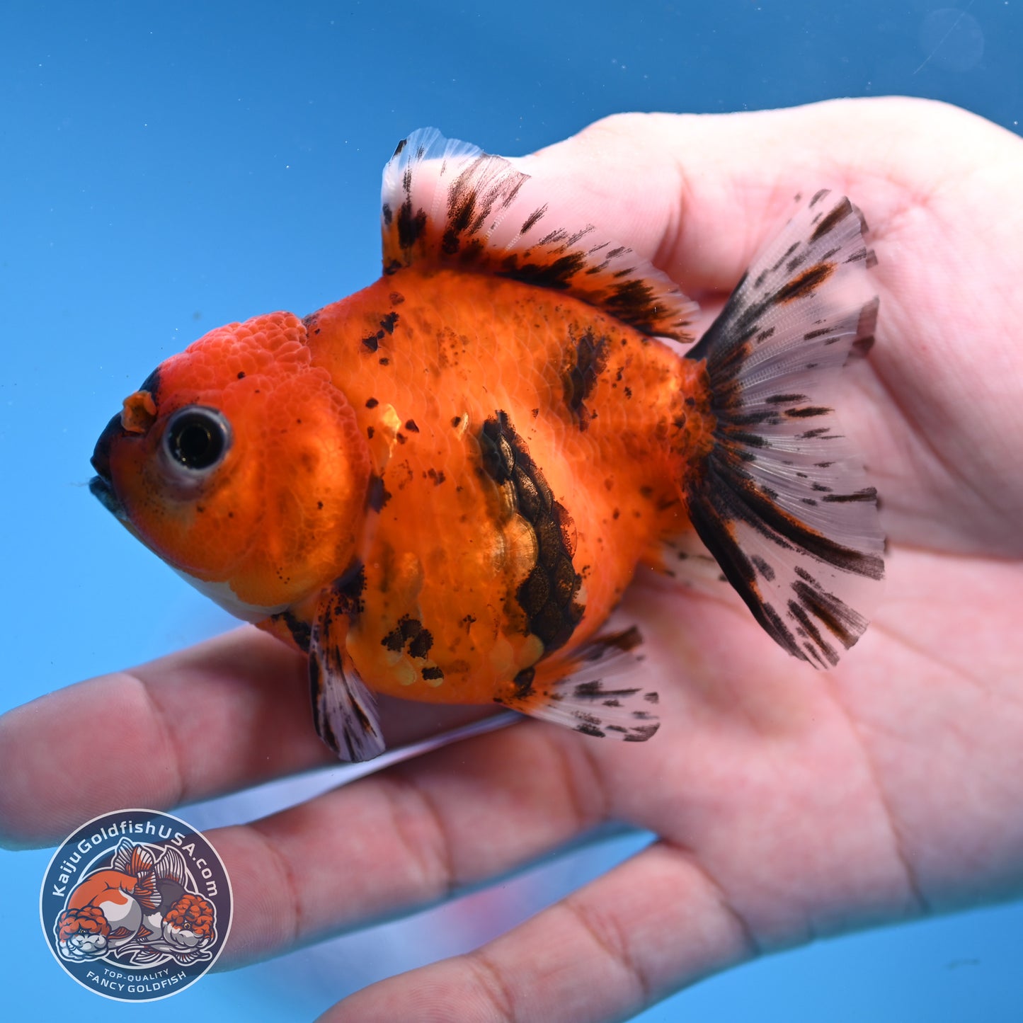 Juvenile Shogun Tiger Oranda 3 inch Body (251107_OR12)