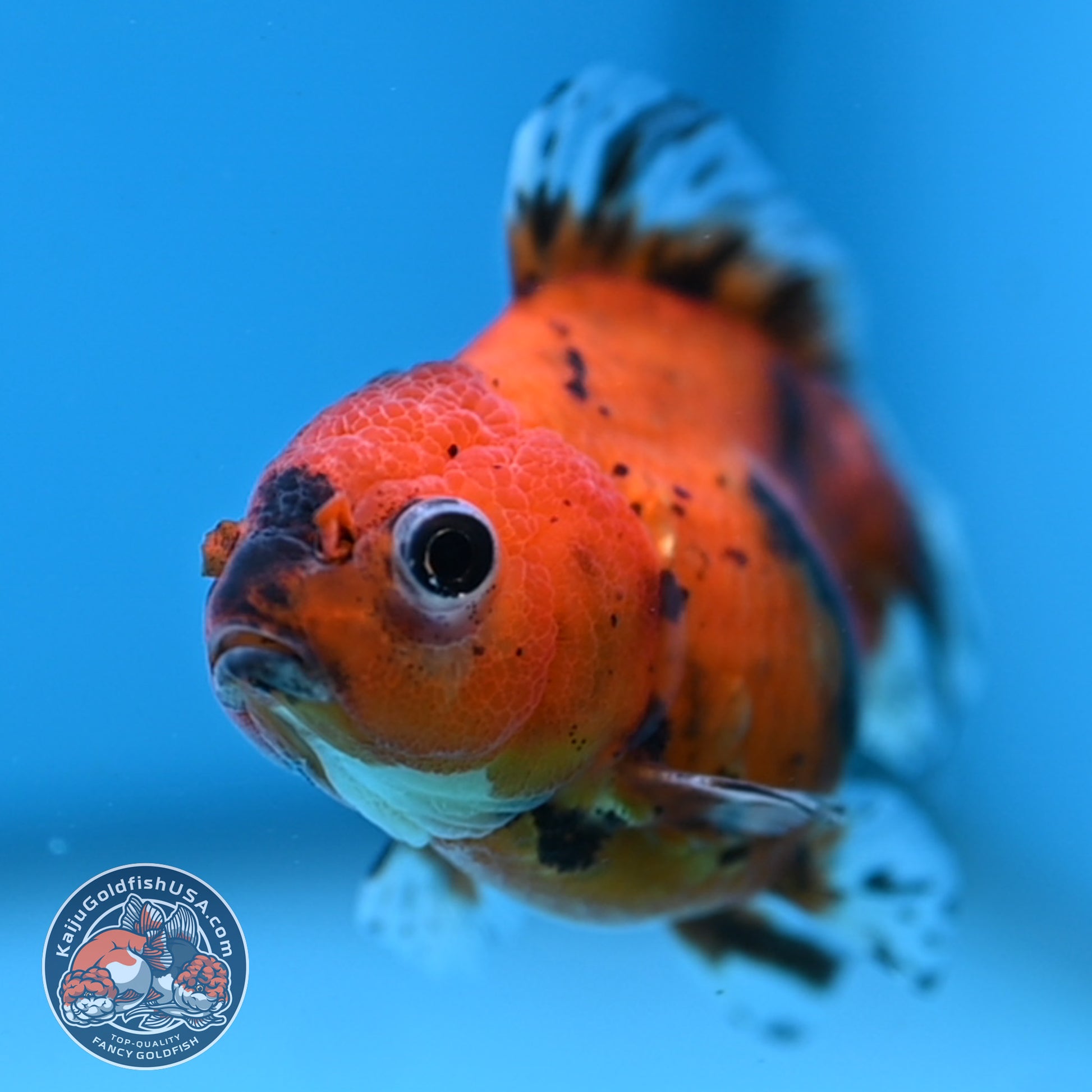 Juvenile Shogun Tiger Oranda 3 inch Body (251107_OR12)