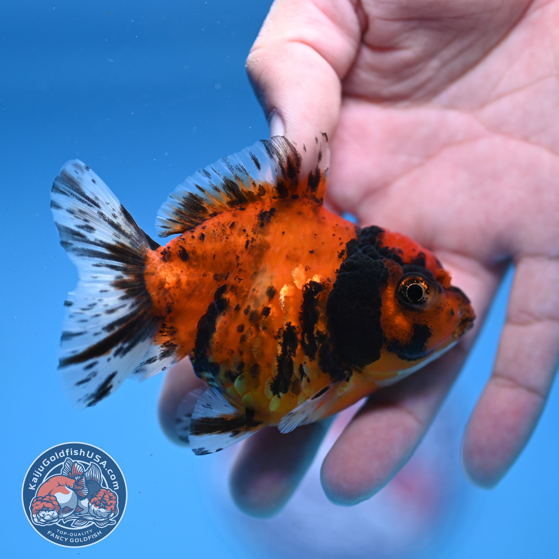 Juvenile Shogun Tiger Oranda 3 inch Body (251107_OR12)