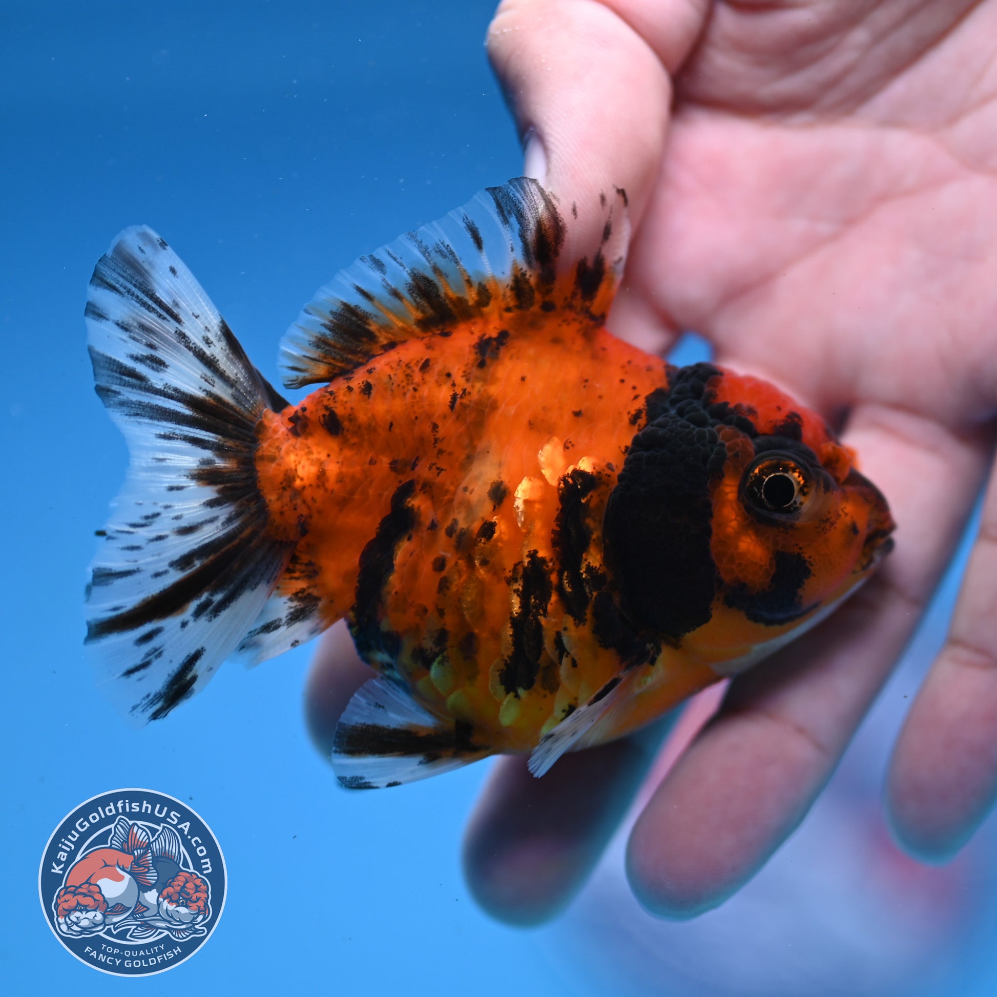 Juvenile Shogun Tiger Oranda 3 inch Body (251107_OR12)