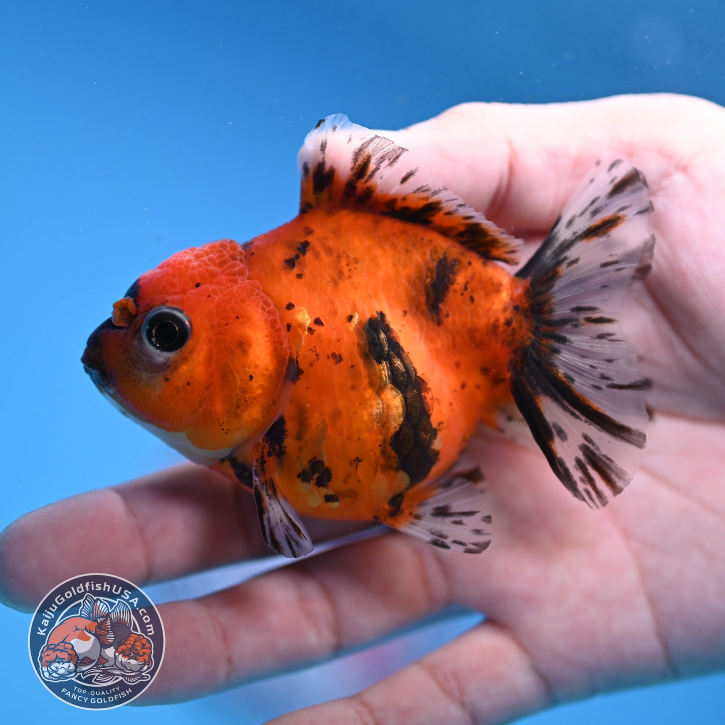 Juvenile Shogun Tiger Oranda 3 inch Body (251107_OR12)