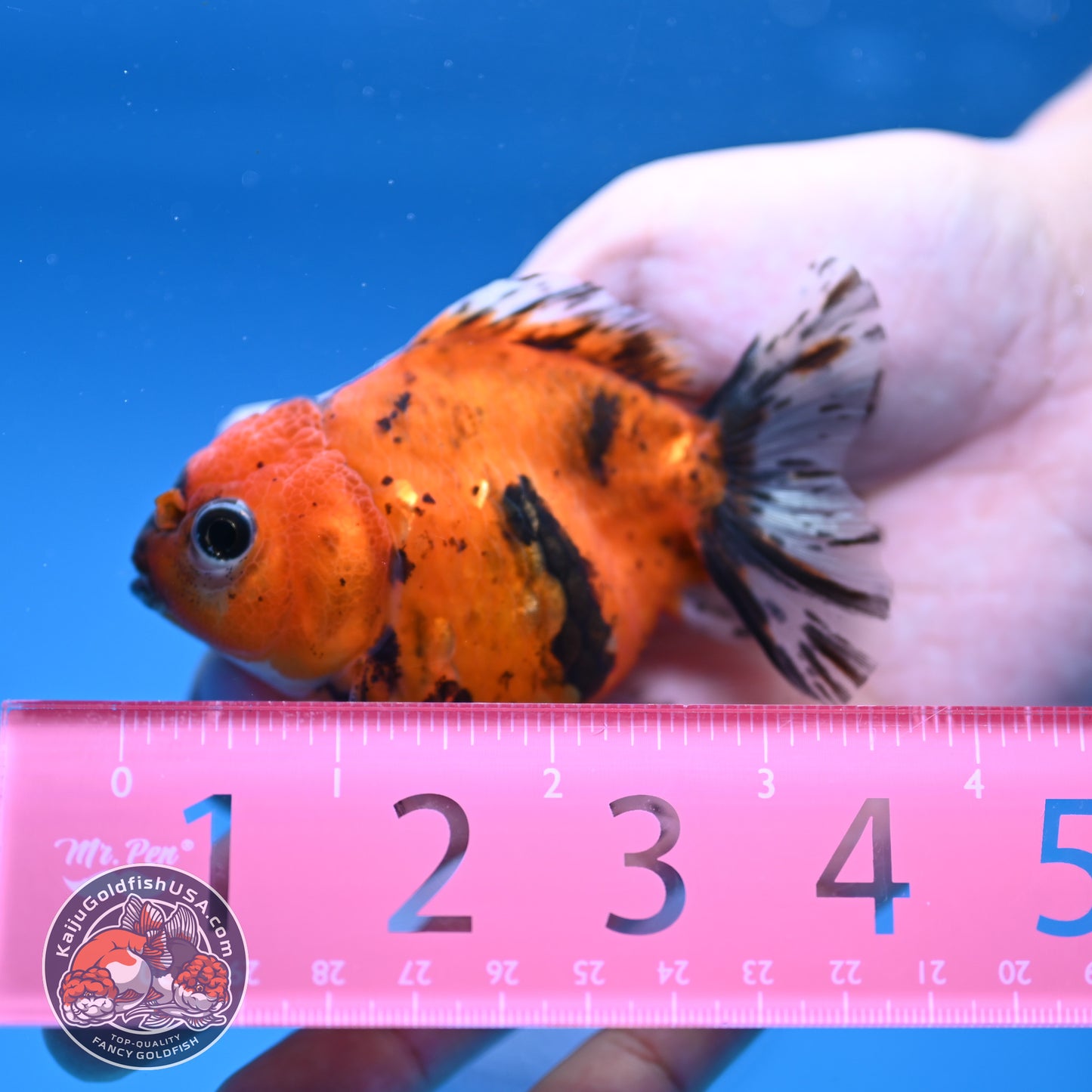 Juvenile Shogun Tiger Oranda 3 inch Body (251107_OR12)