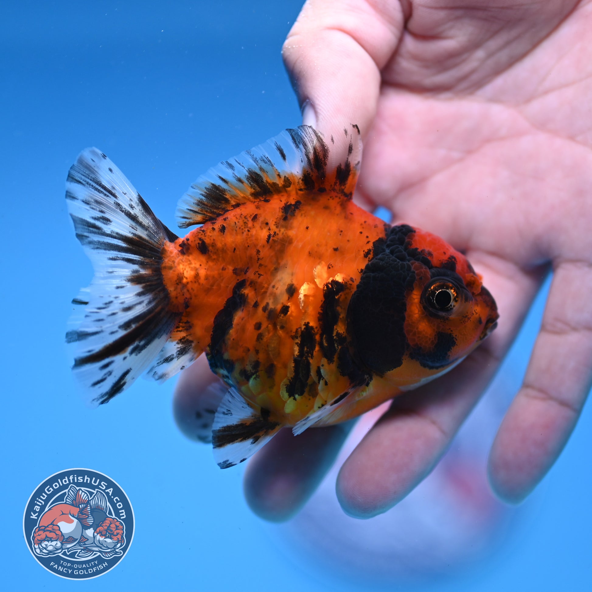 Juvenile Shogun Tiger Oranda 3 inch Body (251107_OR12)