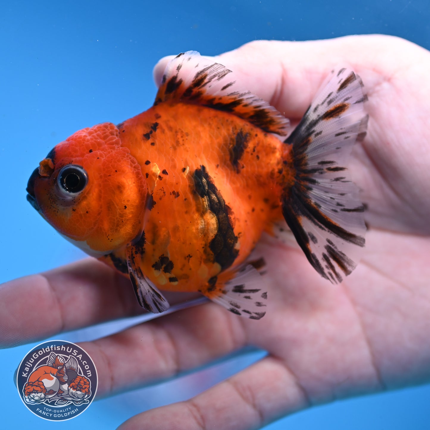 Juvenile Shogun Tiger Oranda 3 inch Body (251107_OR12)