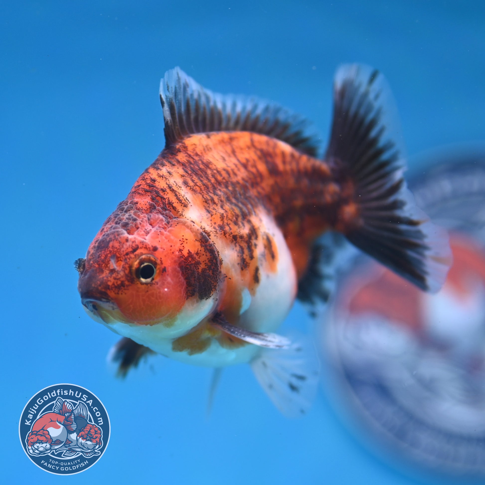 Juvenile Shogun Tiger Oranda 3.2 inch Body (251121_OR20)