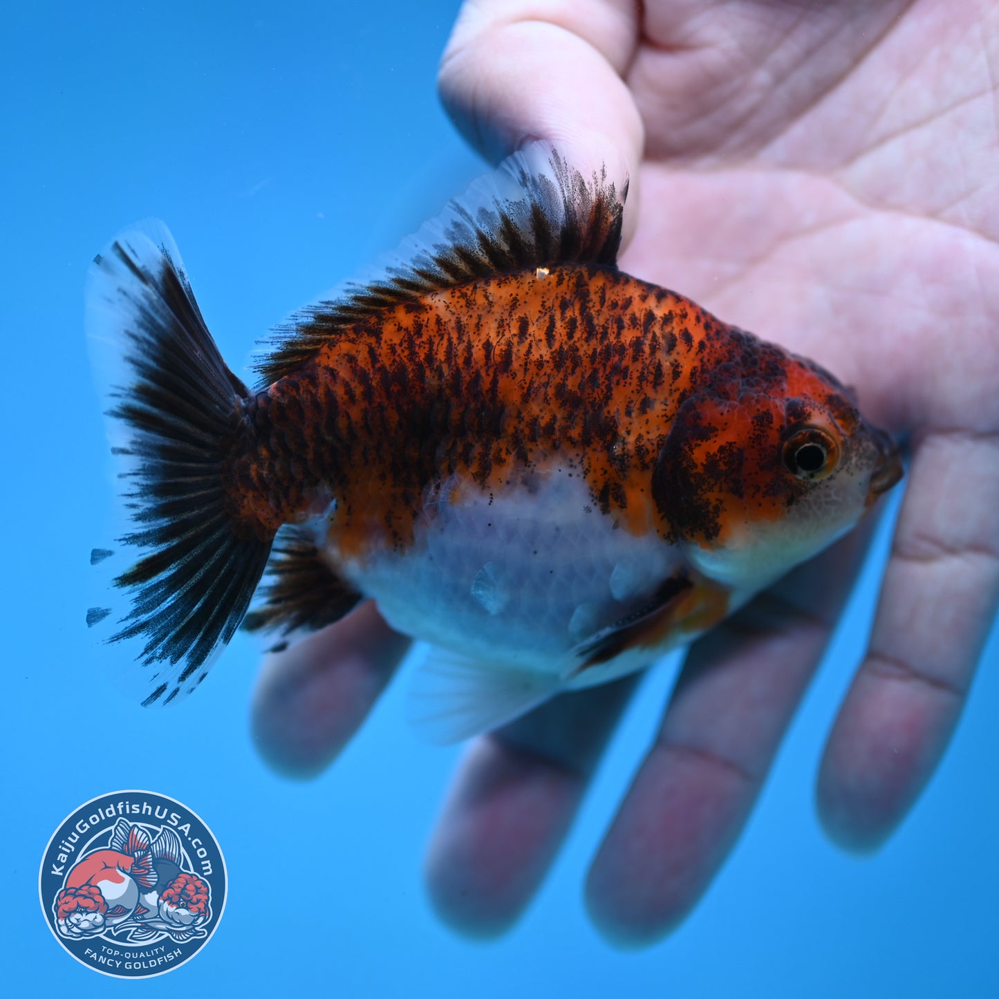 Juvenile Shogun Tiger Oranda 3.2 inch Body (251121_OR20)