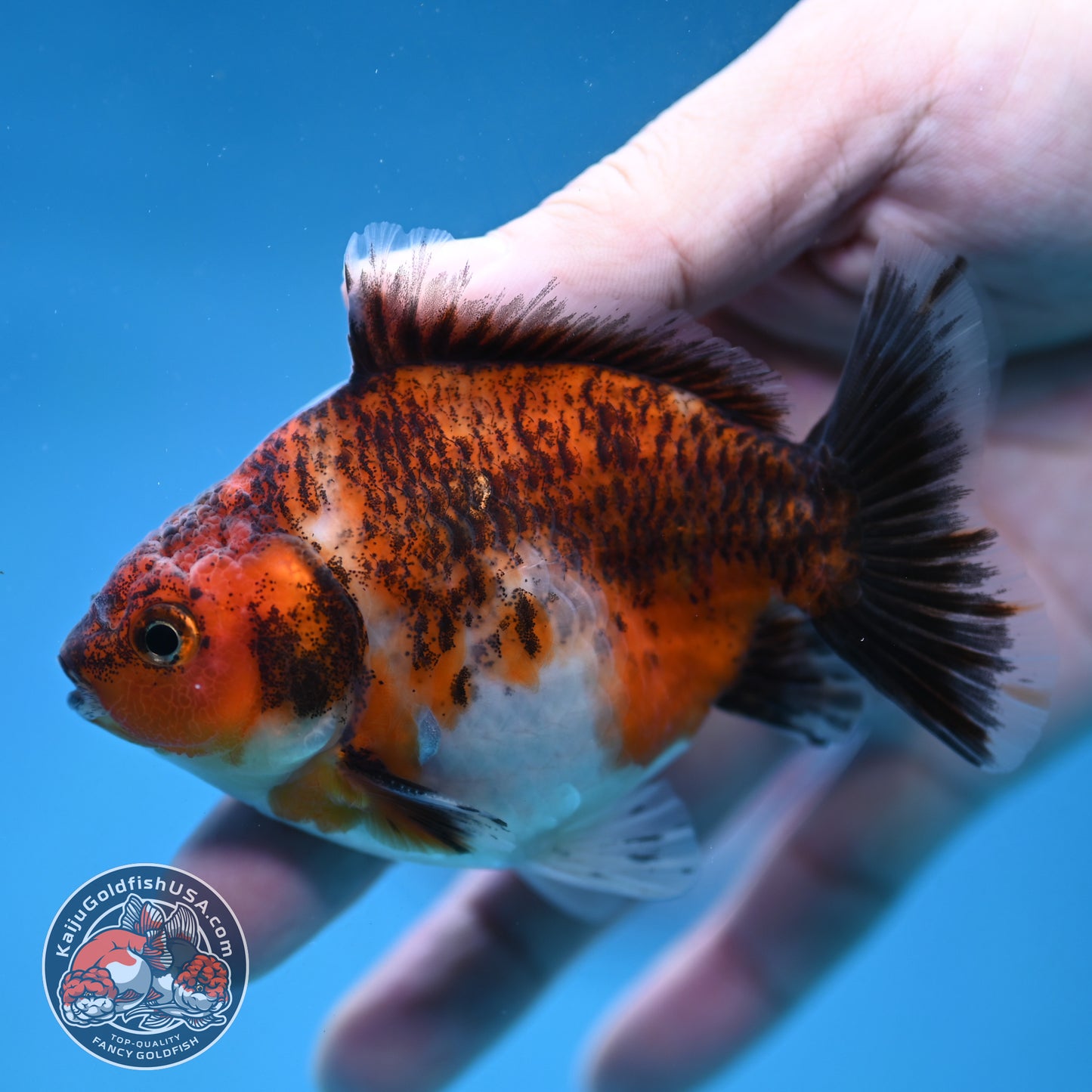 Juvenile Shogun Tiger Oranda 3.2 inch Body (251121_OR20)