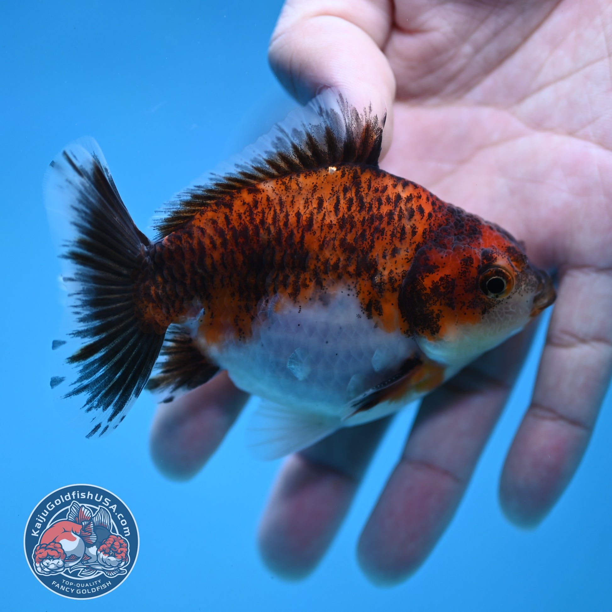Juvenile Shogun Tiger Oranda 3.2 inch Body (251121_OR20)