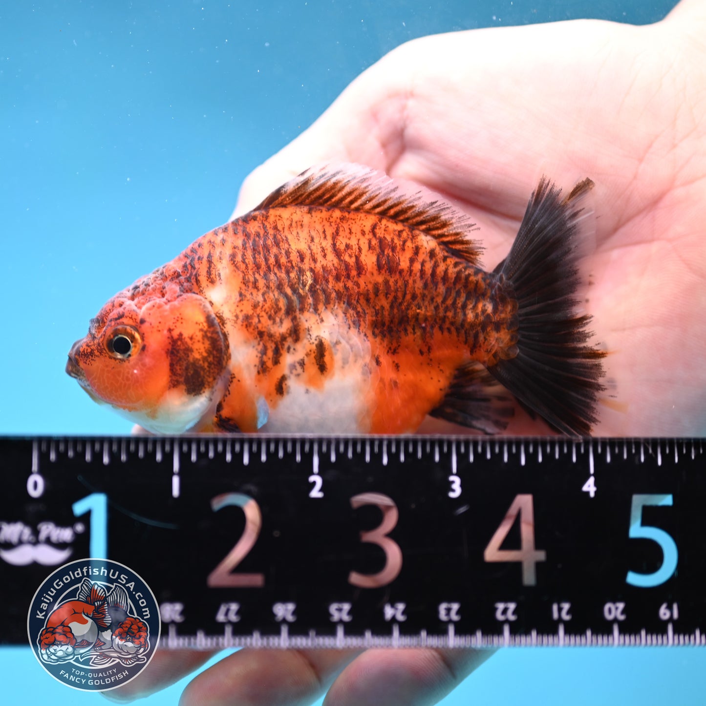 Juvenile Shogun Tiger Oranda 3.2 inch Body (251121_OR20)