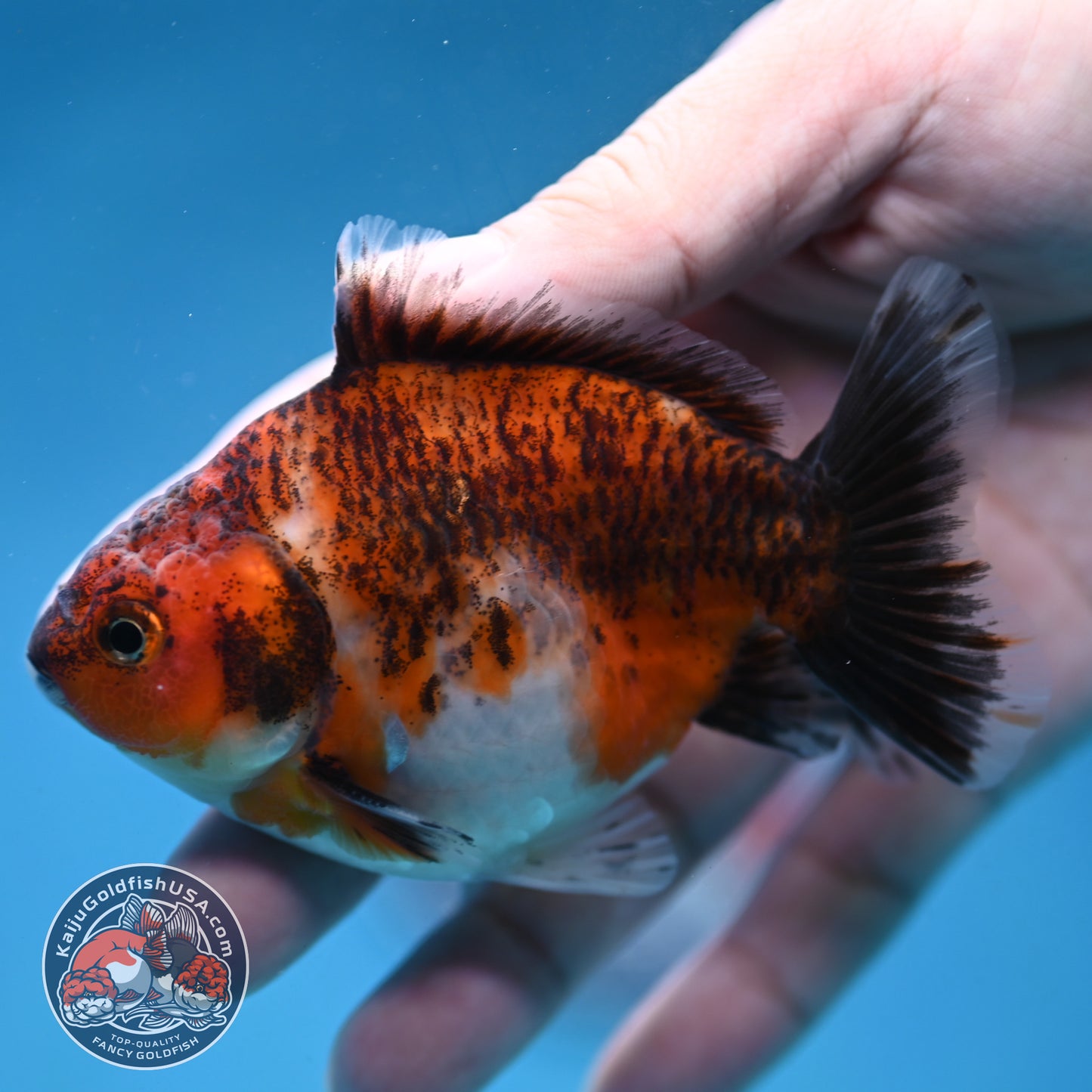 Juvenile Shogun Tiger Oranda 3.2 inch Body (251121_OR20)