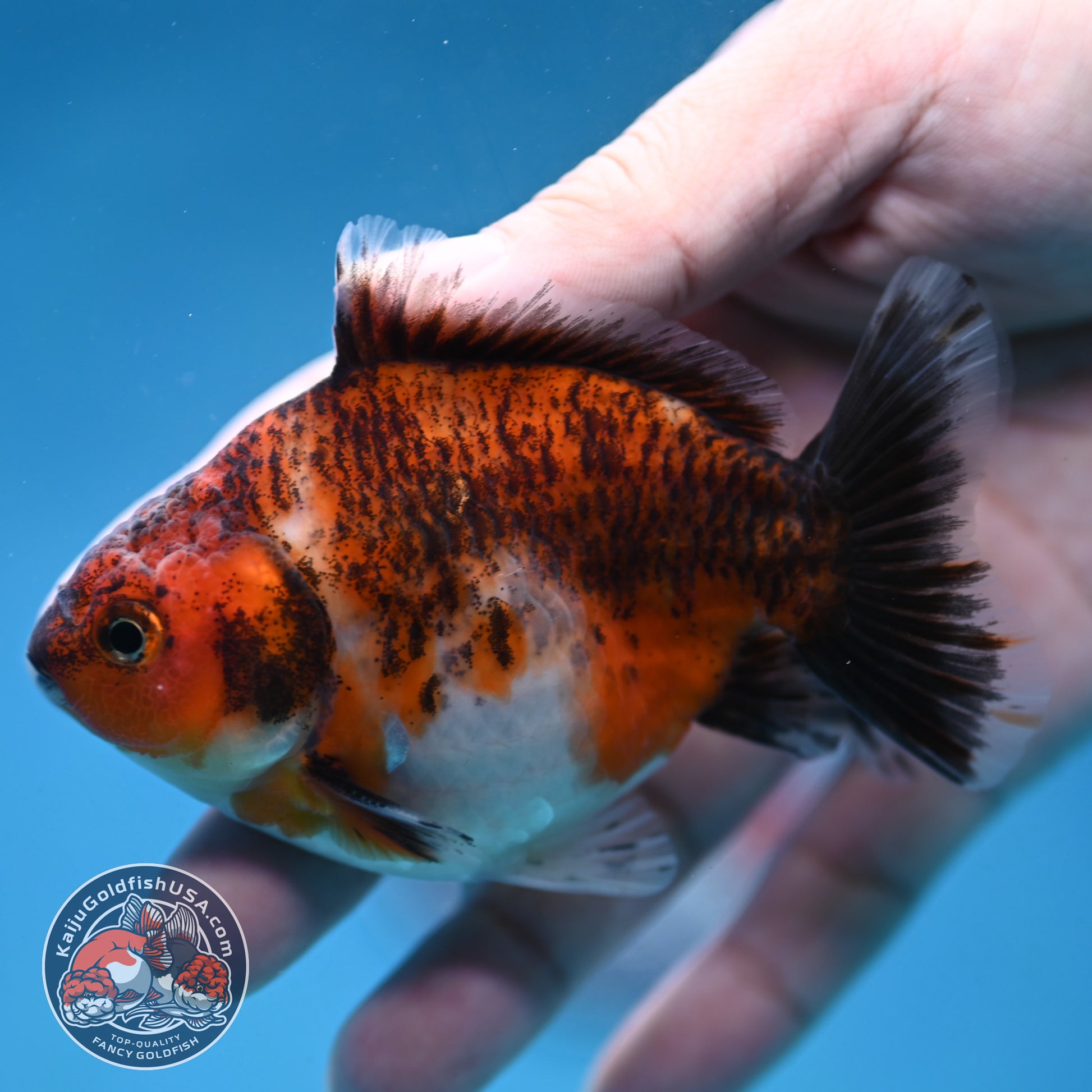 Juvenile Shogun Tiger Oranda 3.2 inch Body (251121_OR20)