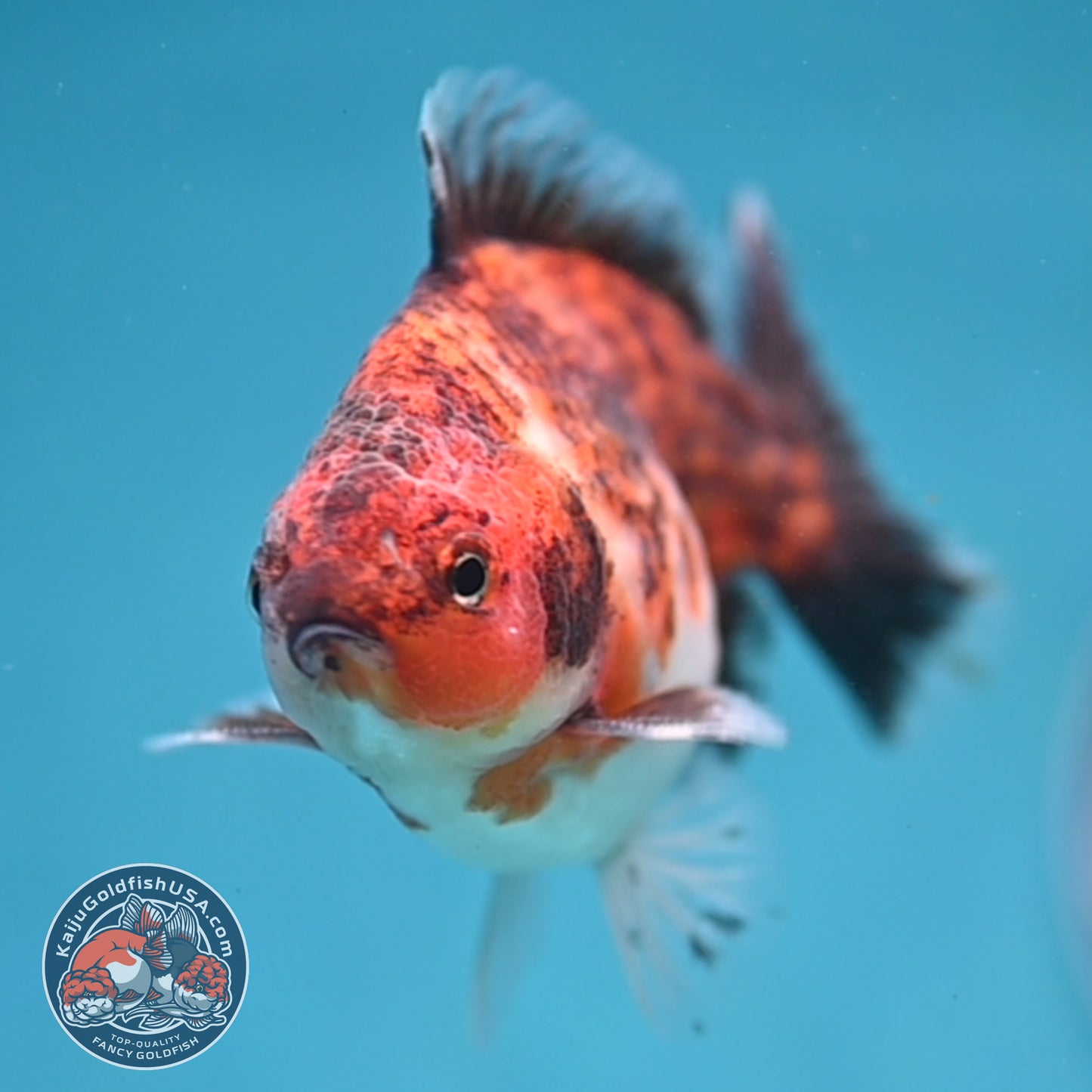 Juvenile Shogun Tiger Oranda 3.2 inch Body (251121_OR20)