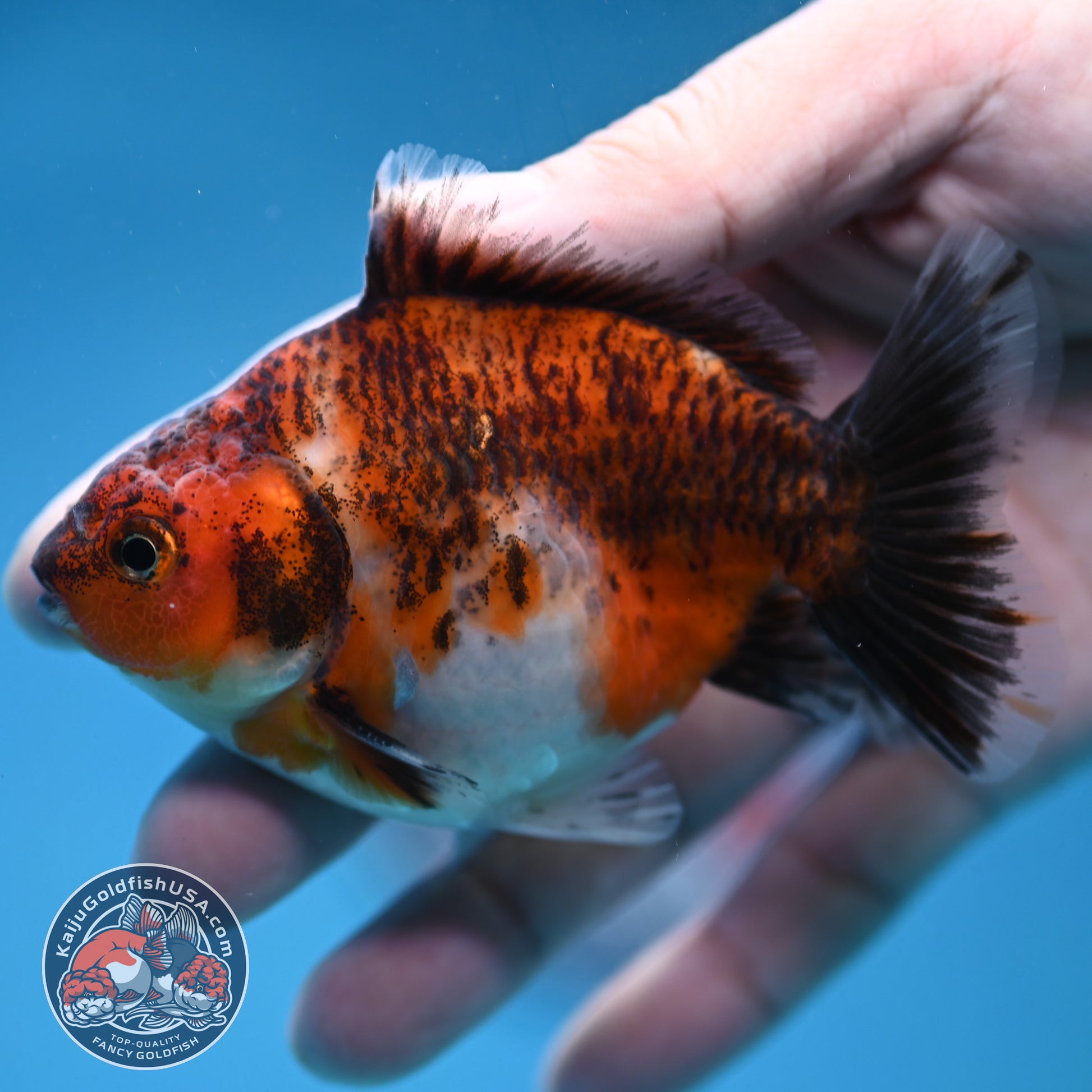 Juvenile Shogun Tiger Oranda 3.2 inch Body (251121_OR20)