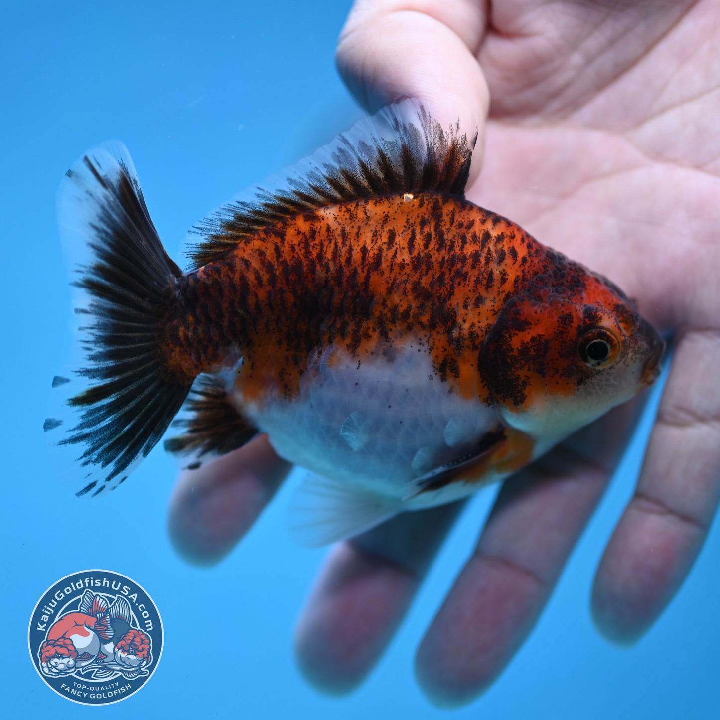 Juvenile Shogun Tiger Oranda 3.2 inch Body (251121_OR20)