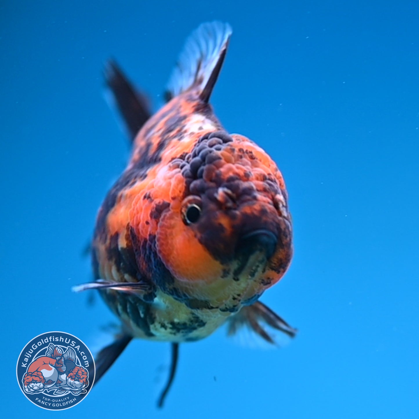 Juvenile Shogun Tiger Oranda 3.25 inch Body (251017_OR15)