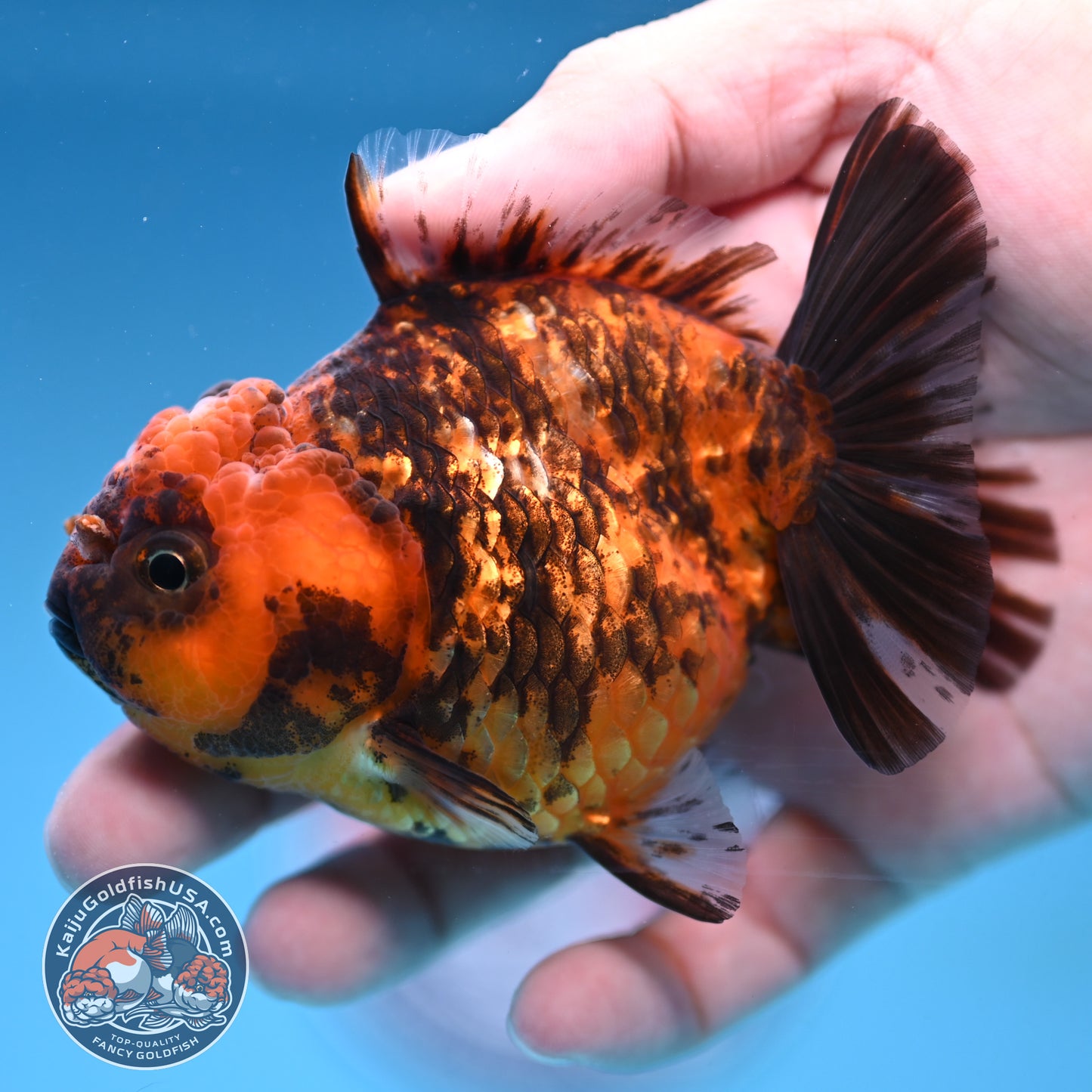 Juvenile Shogun Tiger Oranda 3.25 inch Body (251017_OR15)