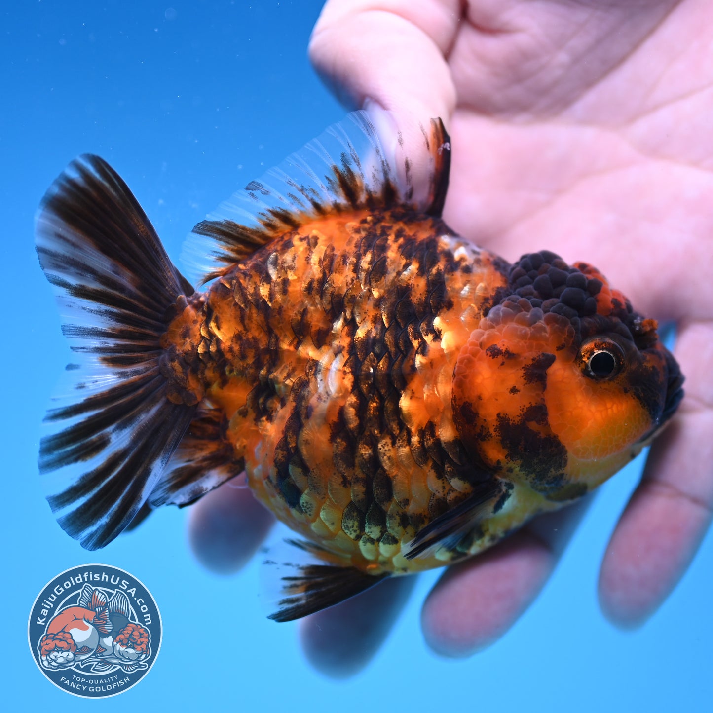 Juvenile Shogun Tiger Oranda 3.25 inch Body (251017_OR15)