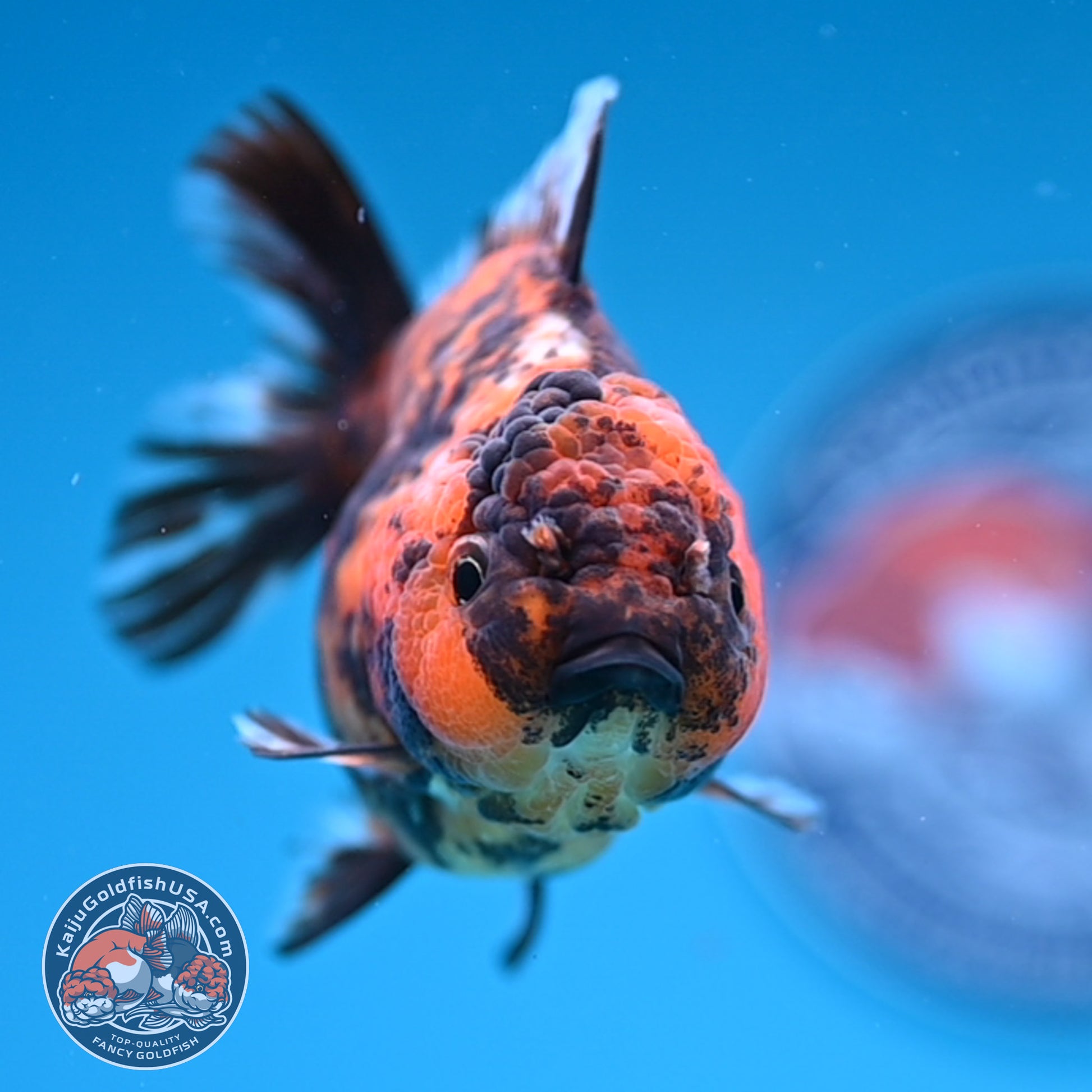 Juvenile Shogun Tiger Oranda 3.25 inch Body (251017_OR15)