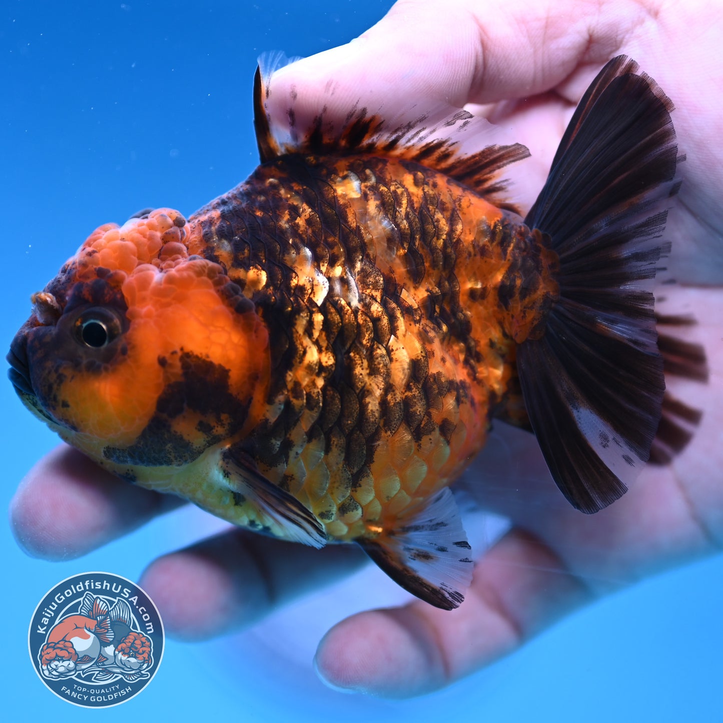 Juvenile Shogun Tiger Oranda 3.25 inch Body (251017_OR15)